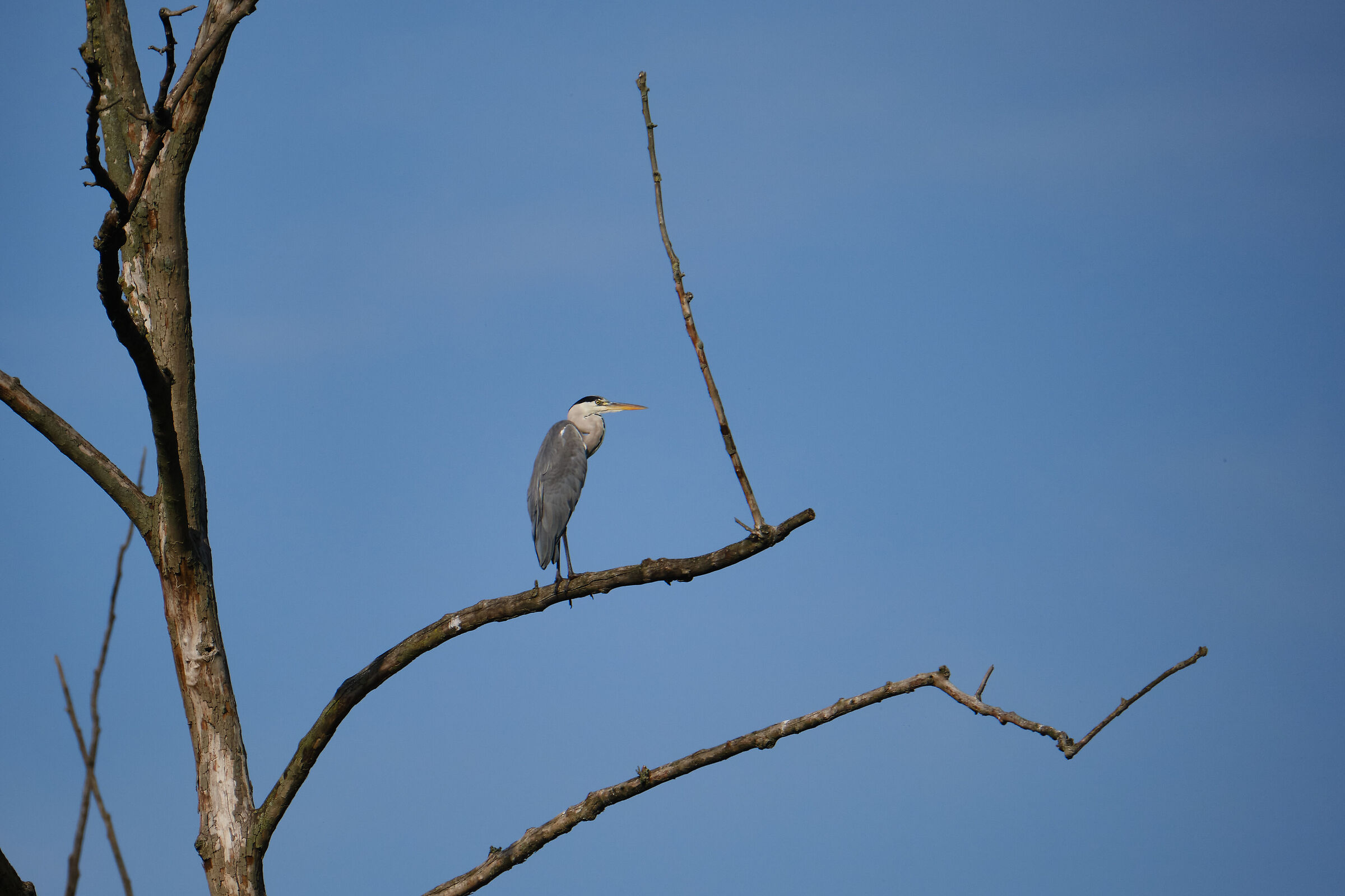 gray heron