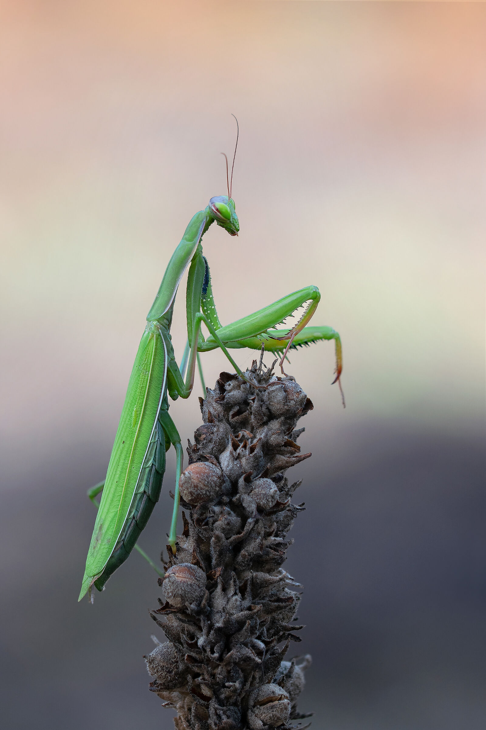 Mantis religiosa 1