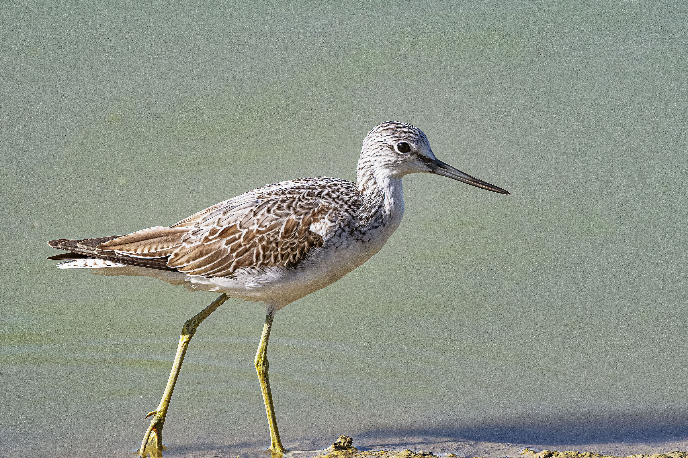 Greenshank
