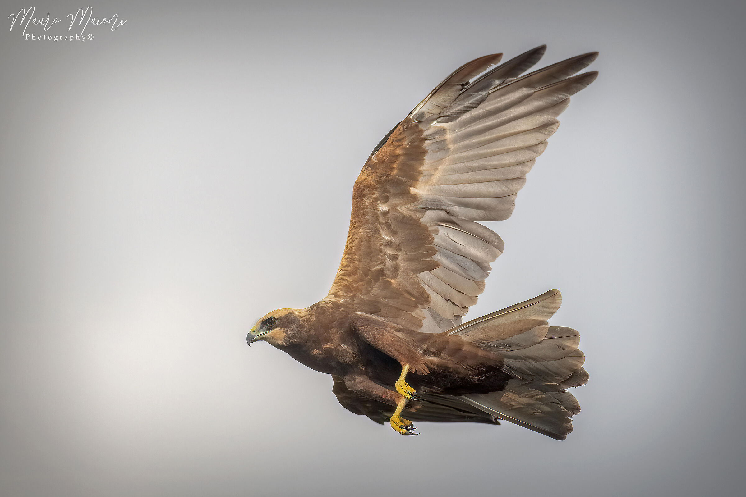 Falco di palude femmina