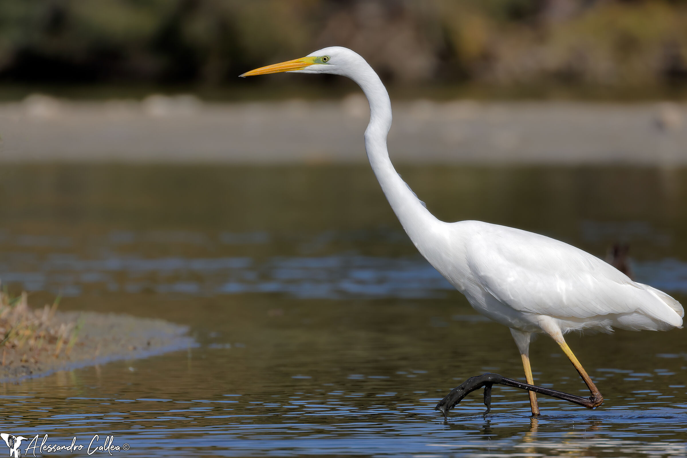 Airone bianco maggiore