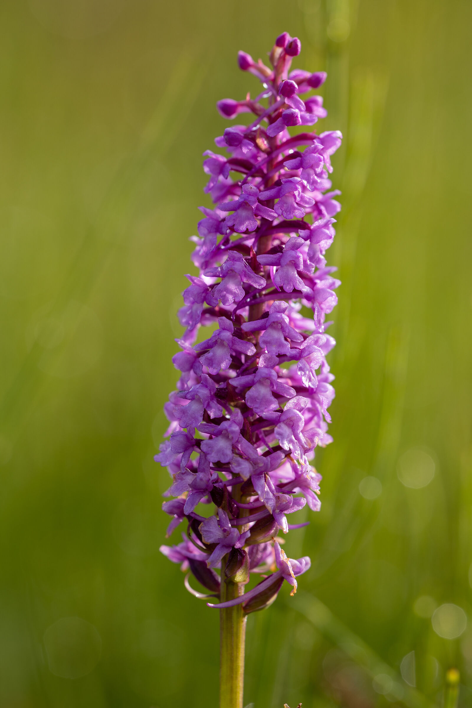 Dactylorhiza majalis