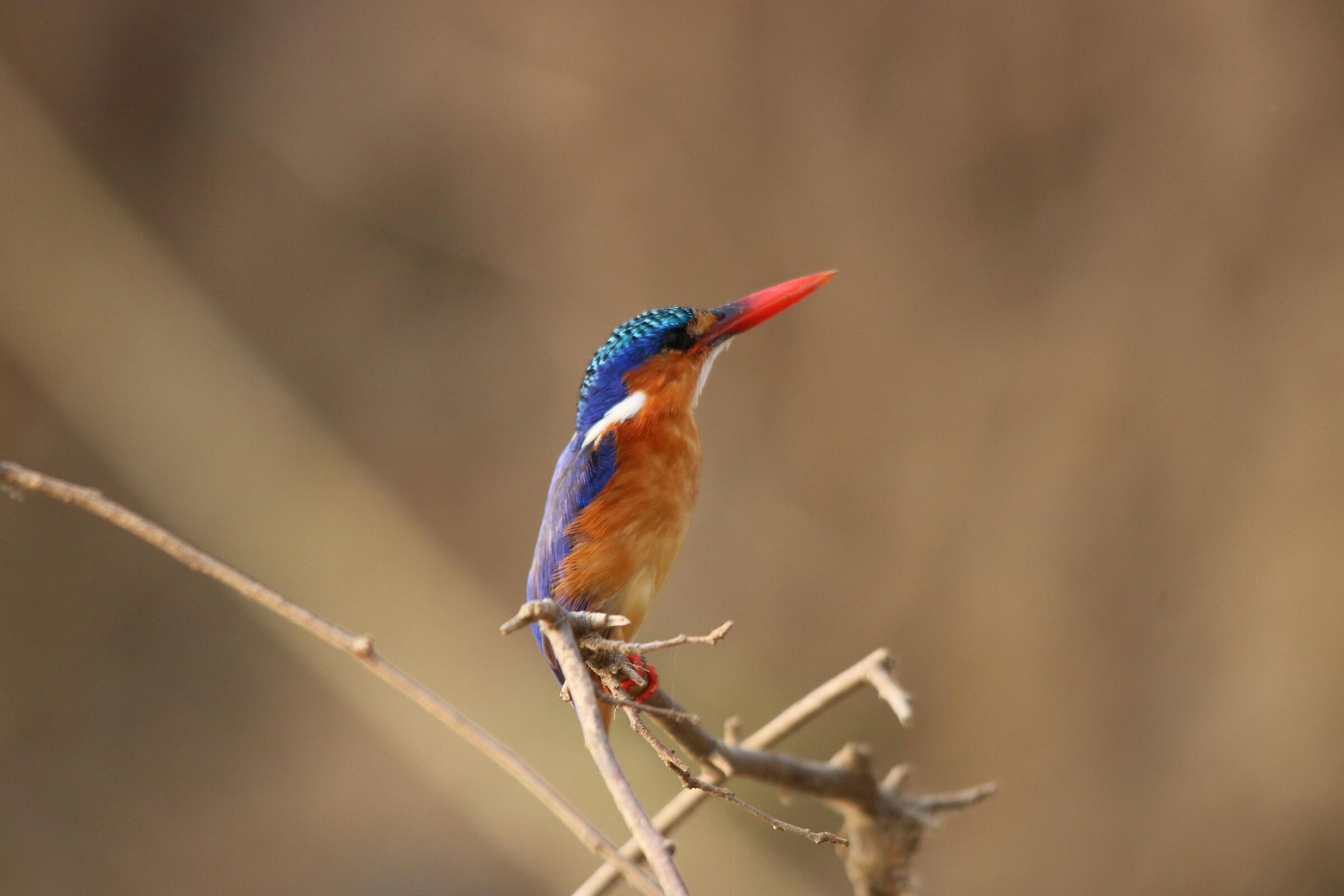 Malachite Kingfisher