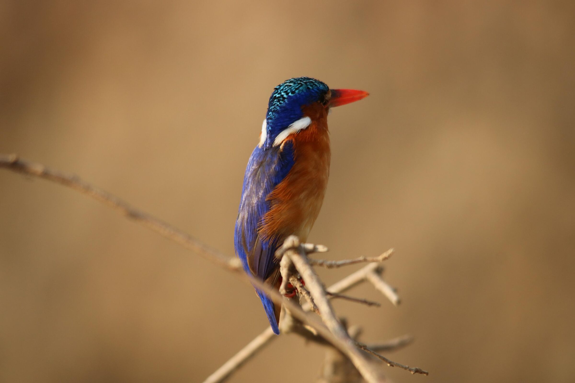 Malachite Kingfisher