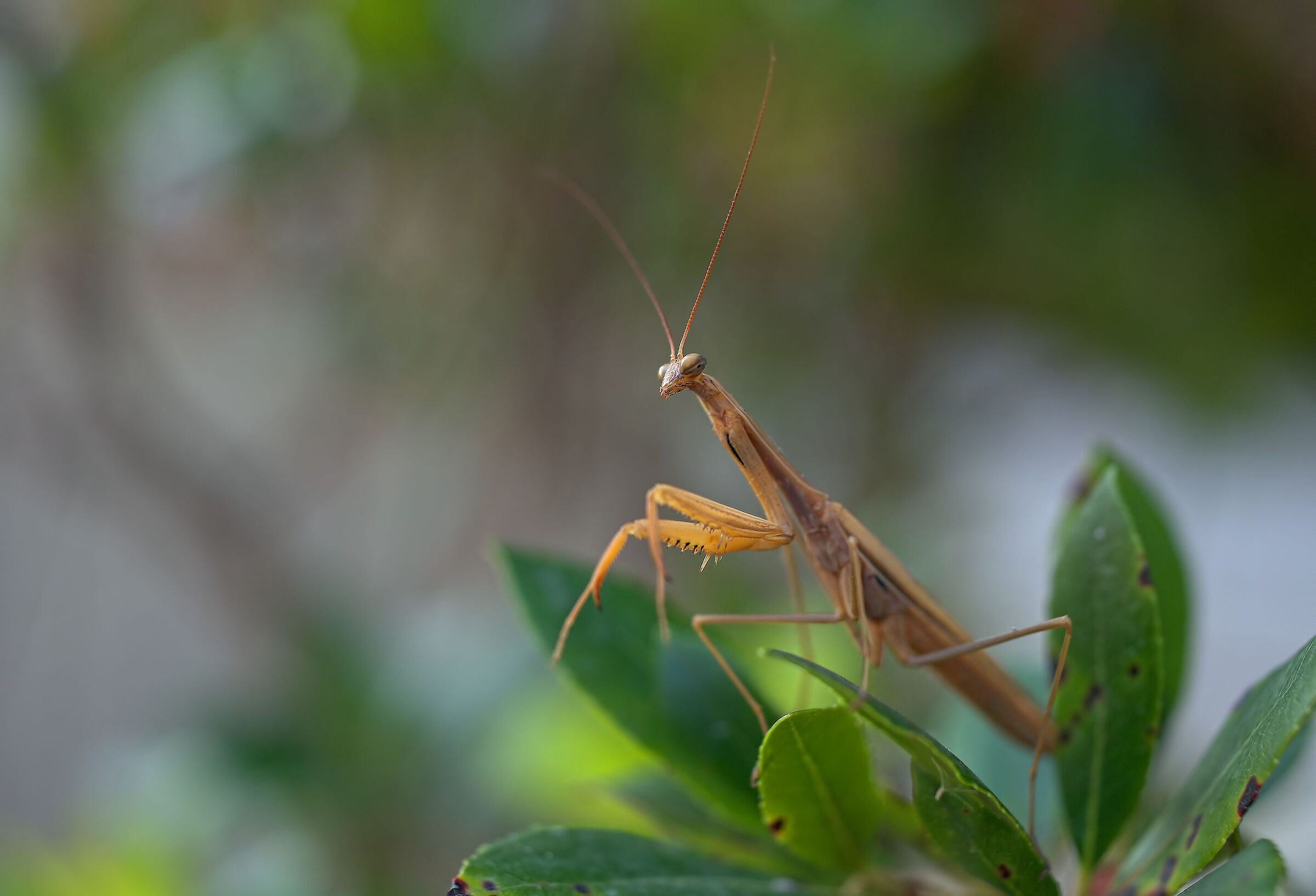 Praying mantis