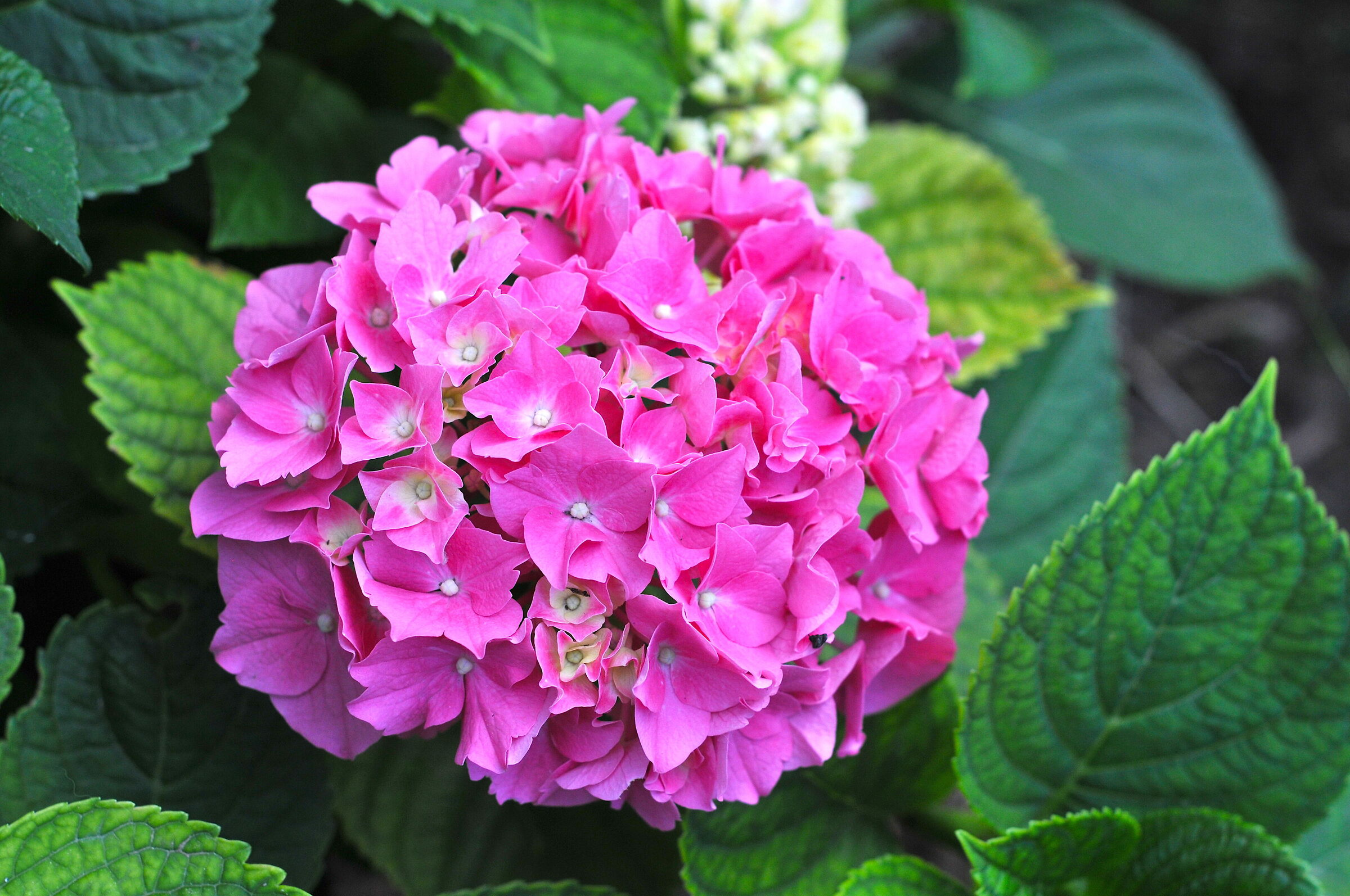 Hydrangea
