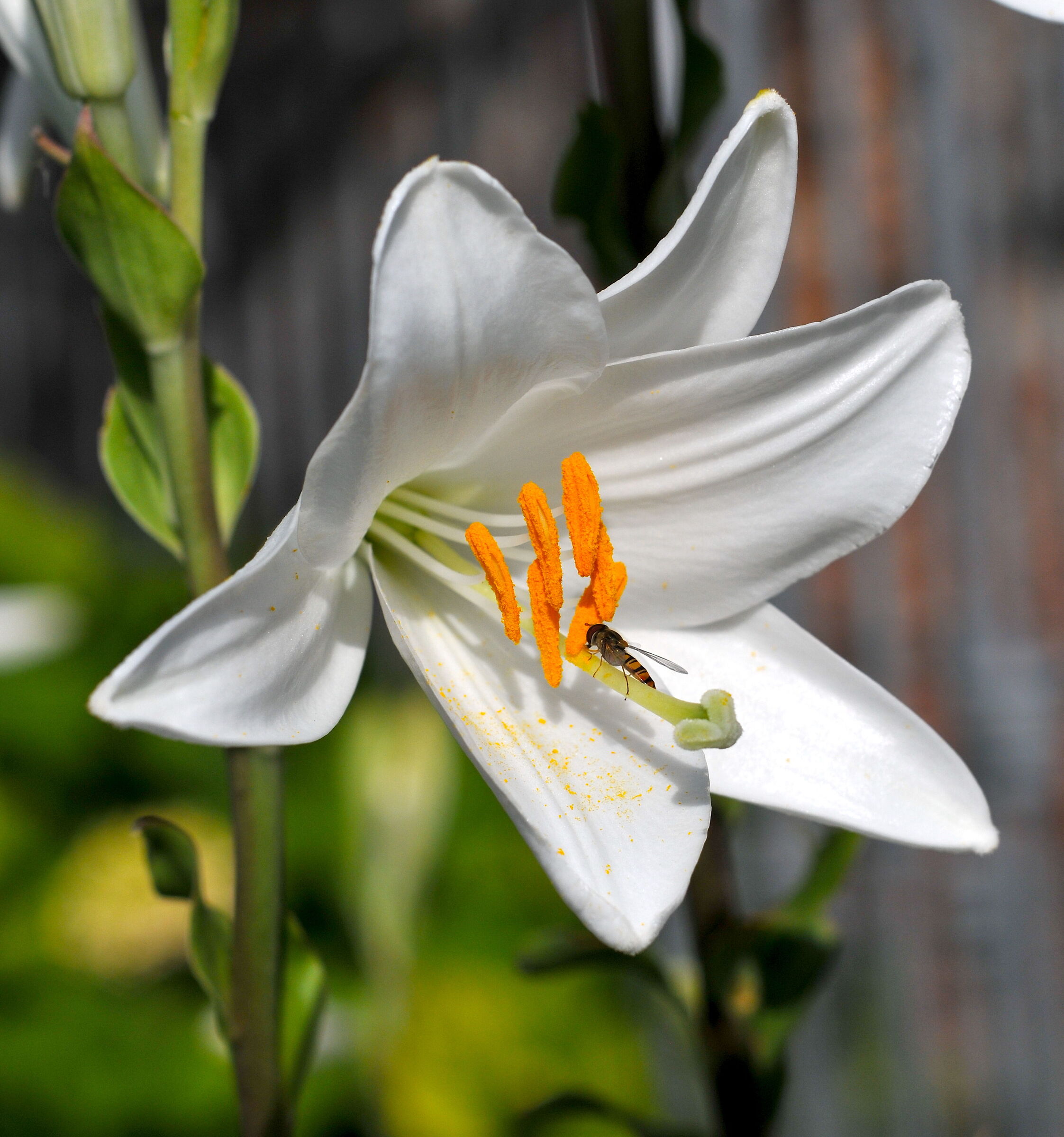 Lily with guest