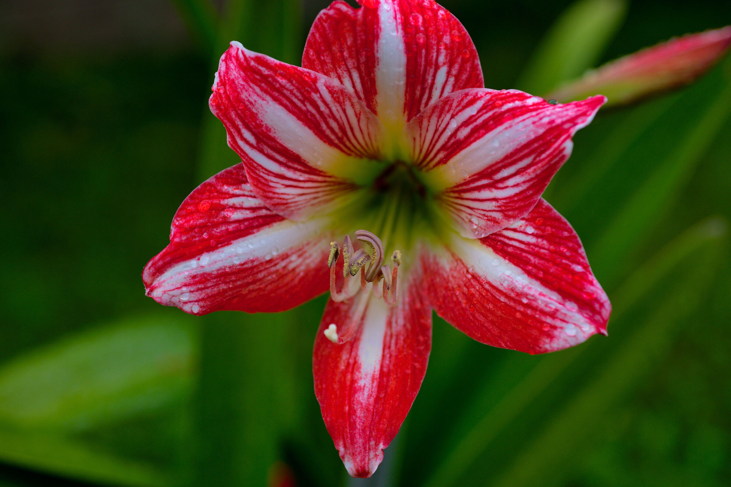 Giglio Amaryllis