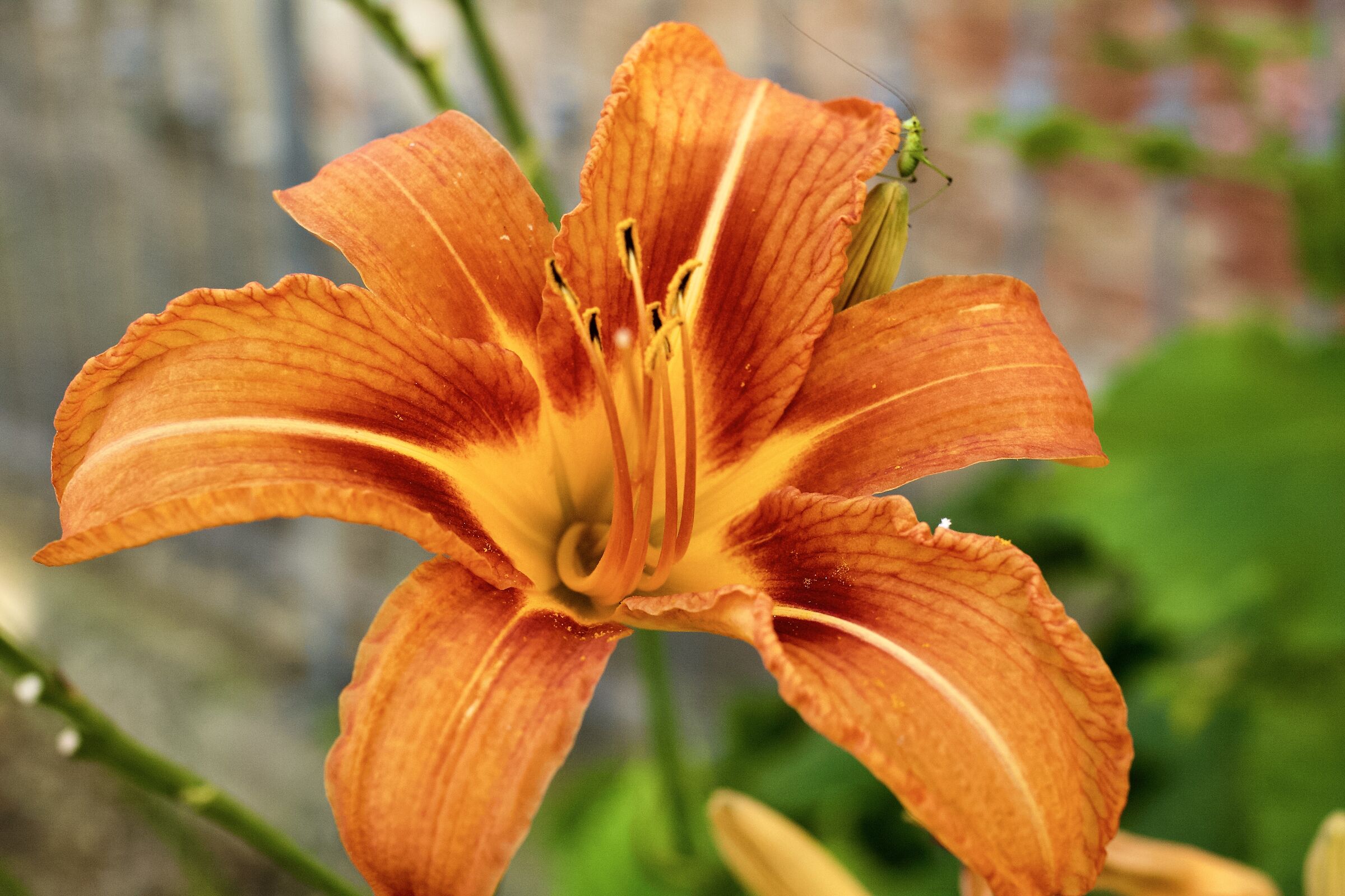 Orange lily
