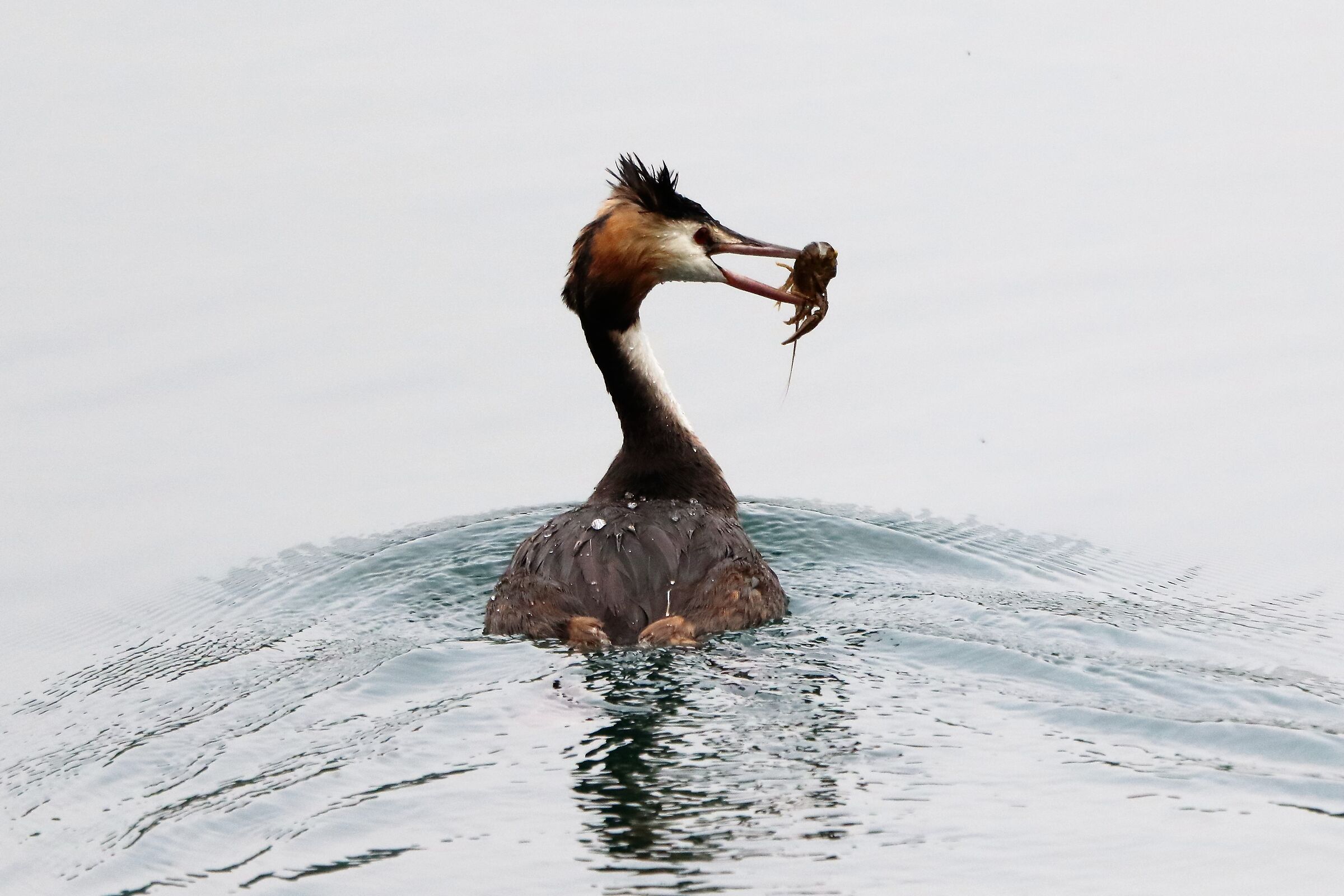 grebe