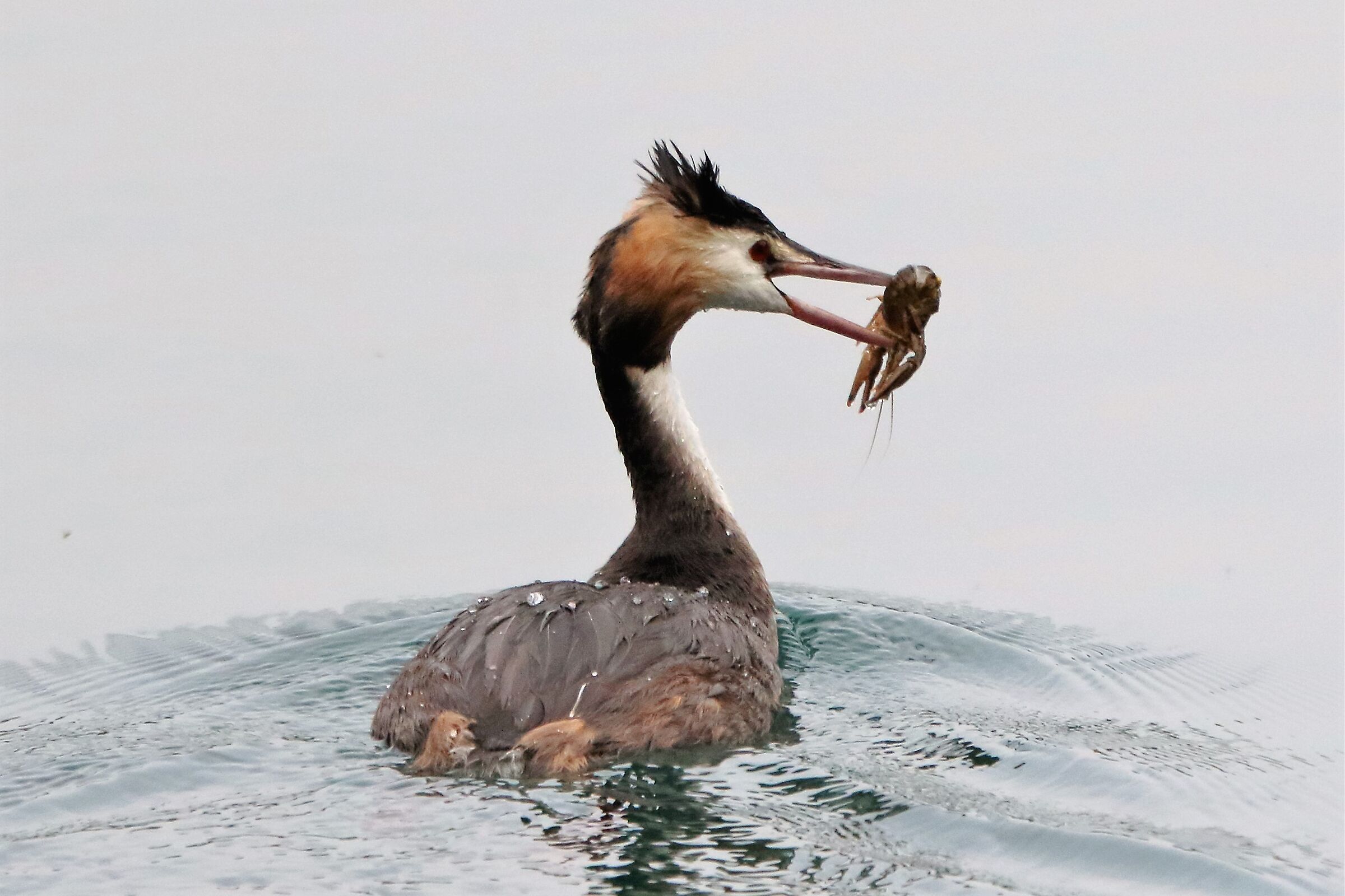 grebe