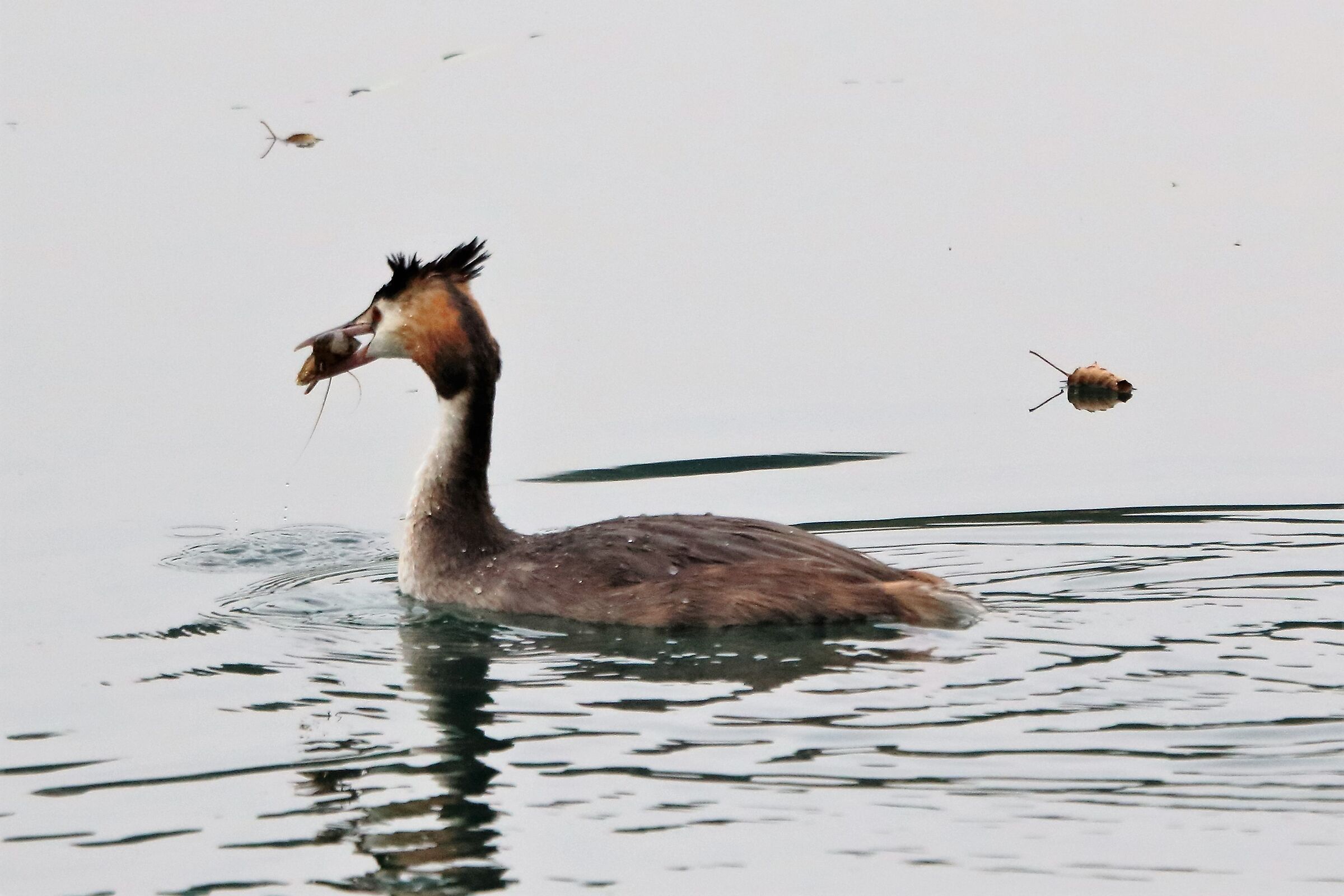 grebe