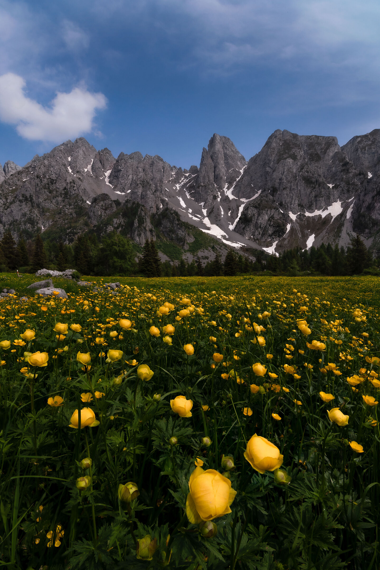 Fioritura Botton D'oro