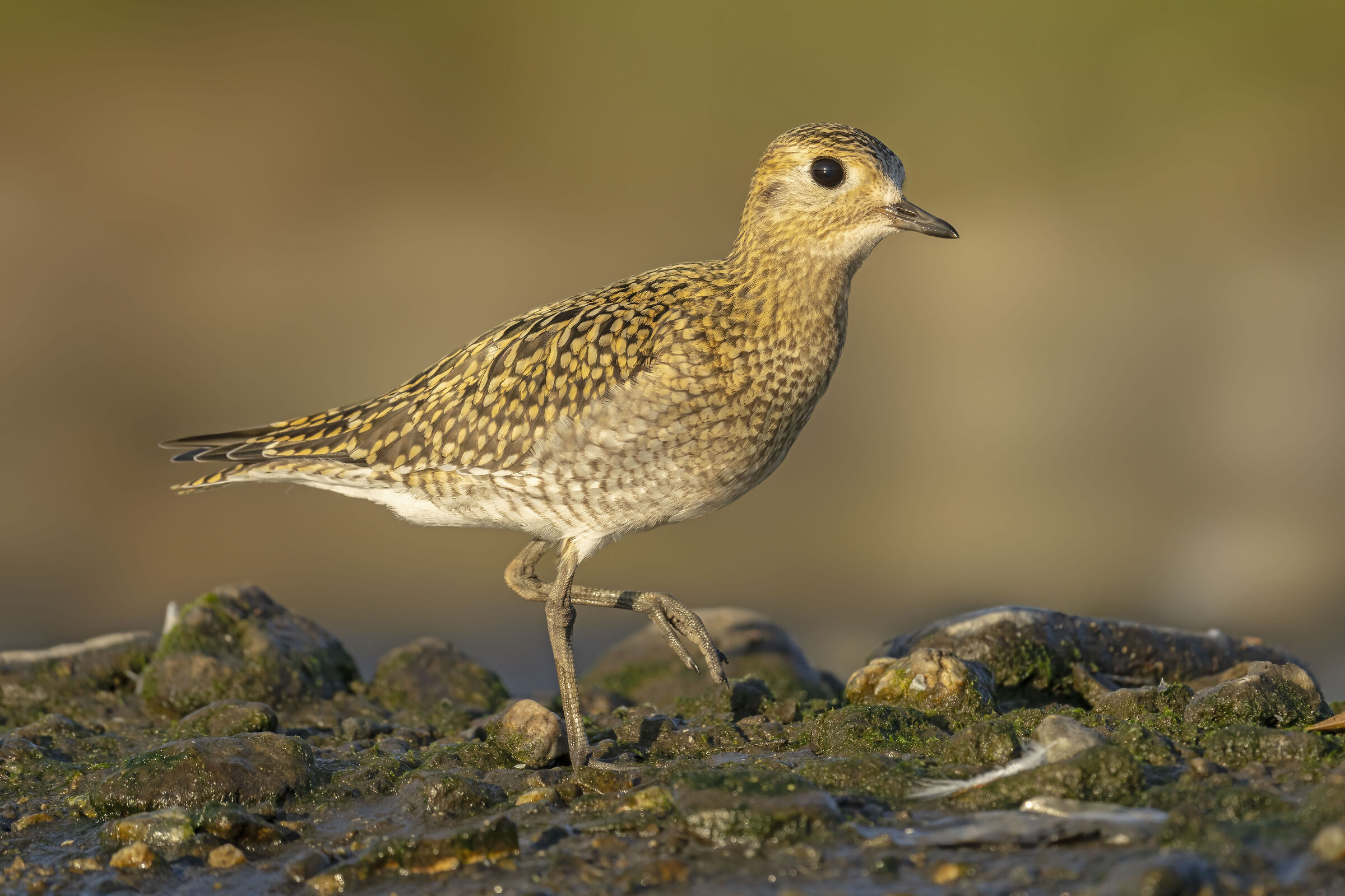 Piviere dorato, al mattino