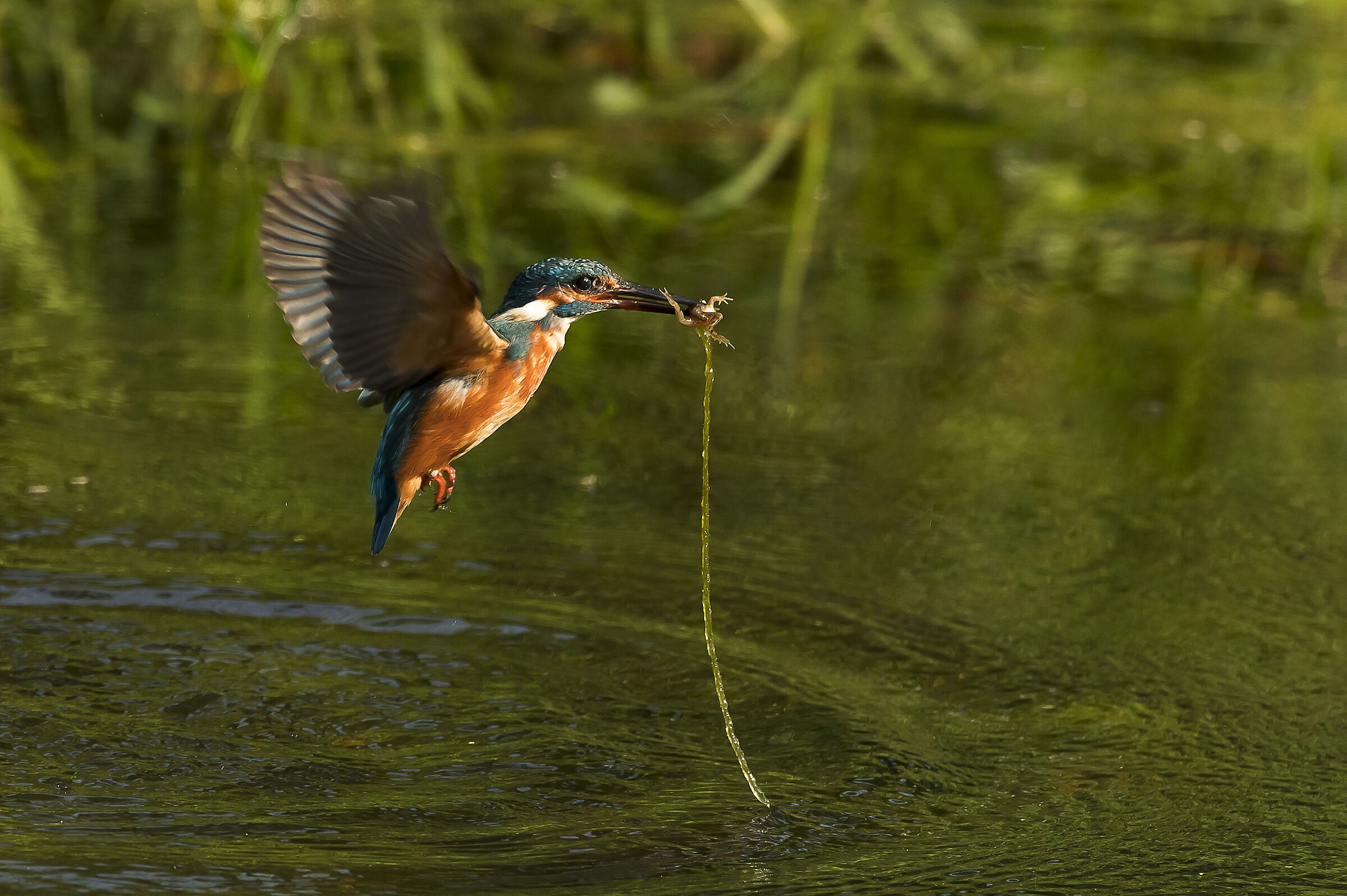 this time frog martin socket