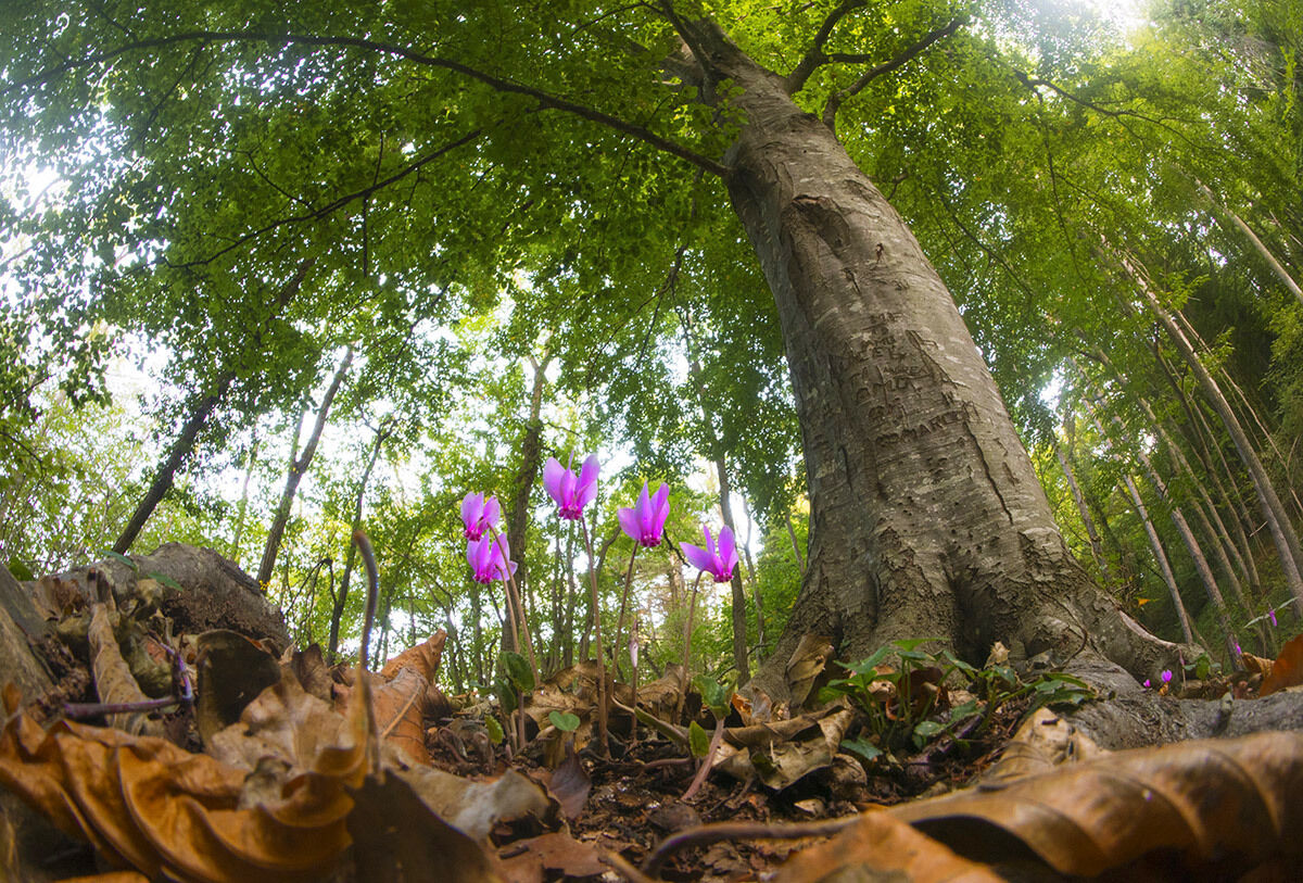 Cyclamen hederifolium