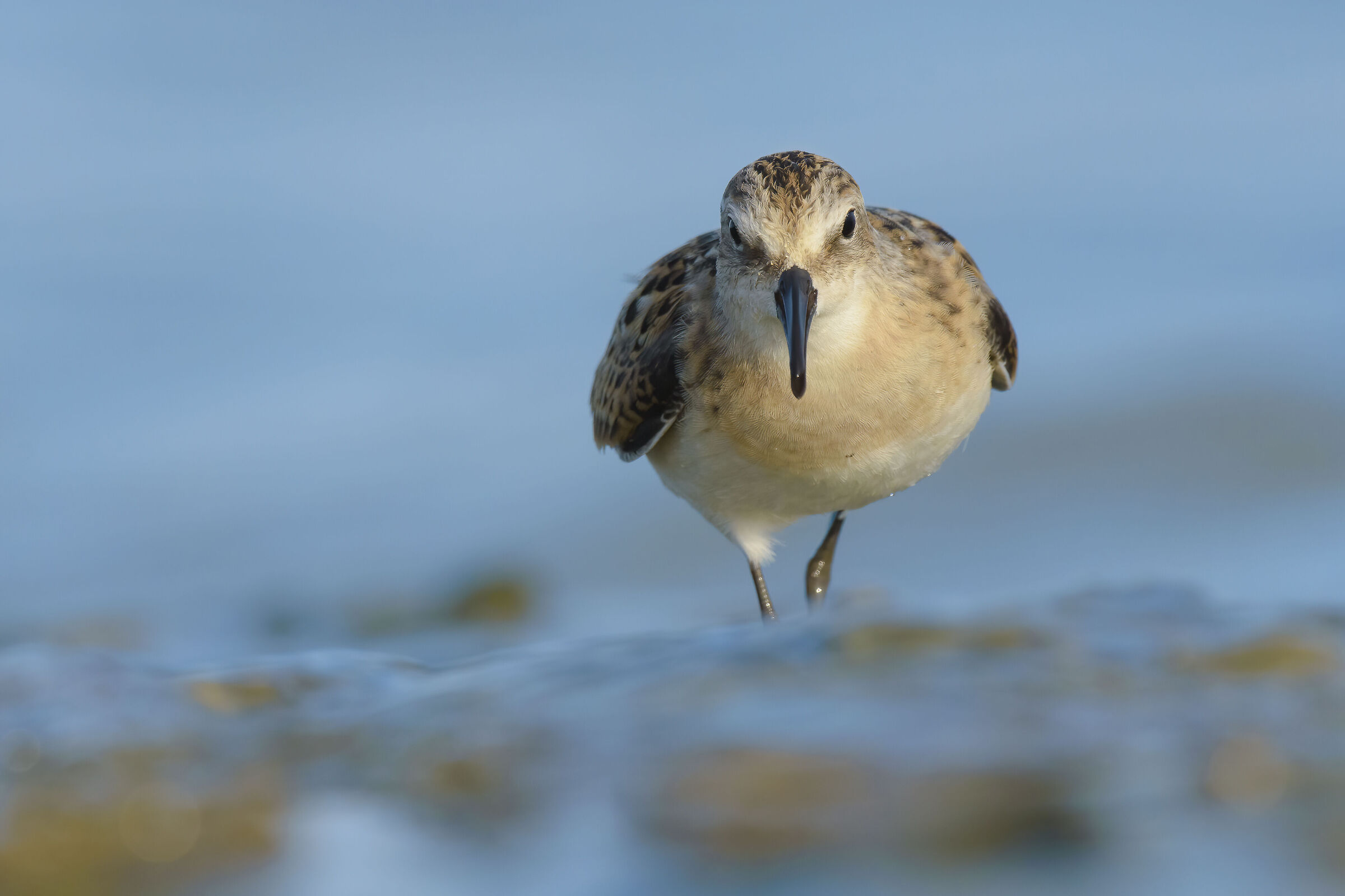 Al livello del gambecchio
