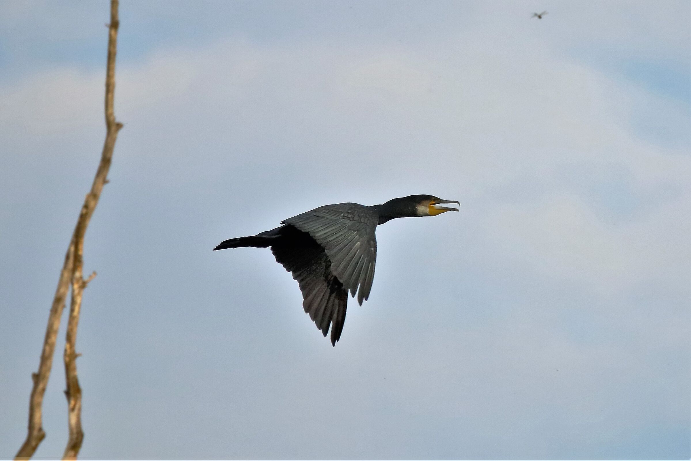 Cormorant