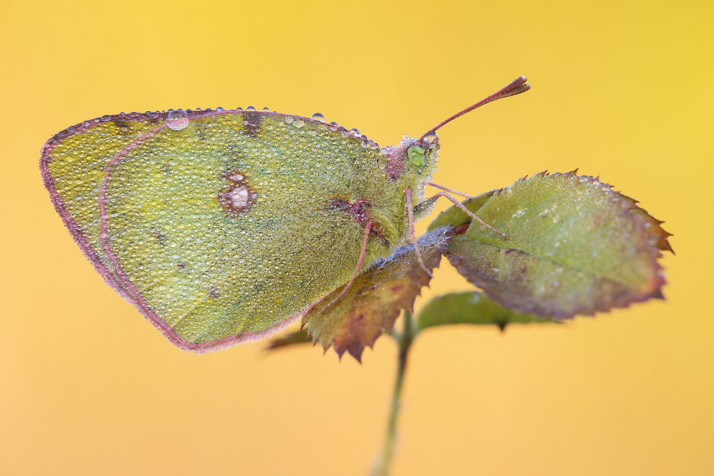 Colias crocea