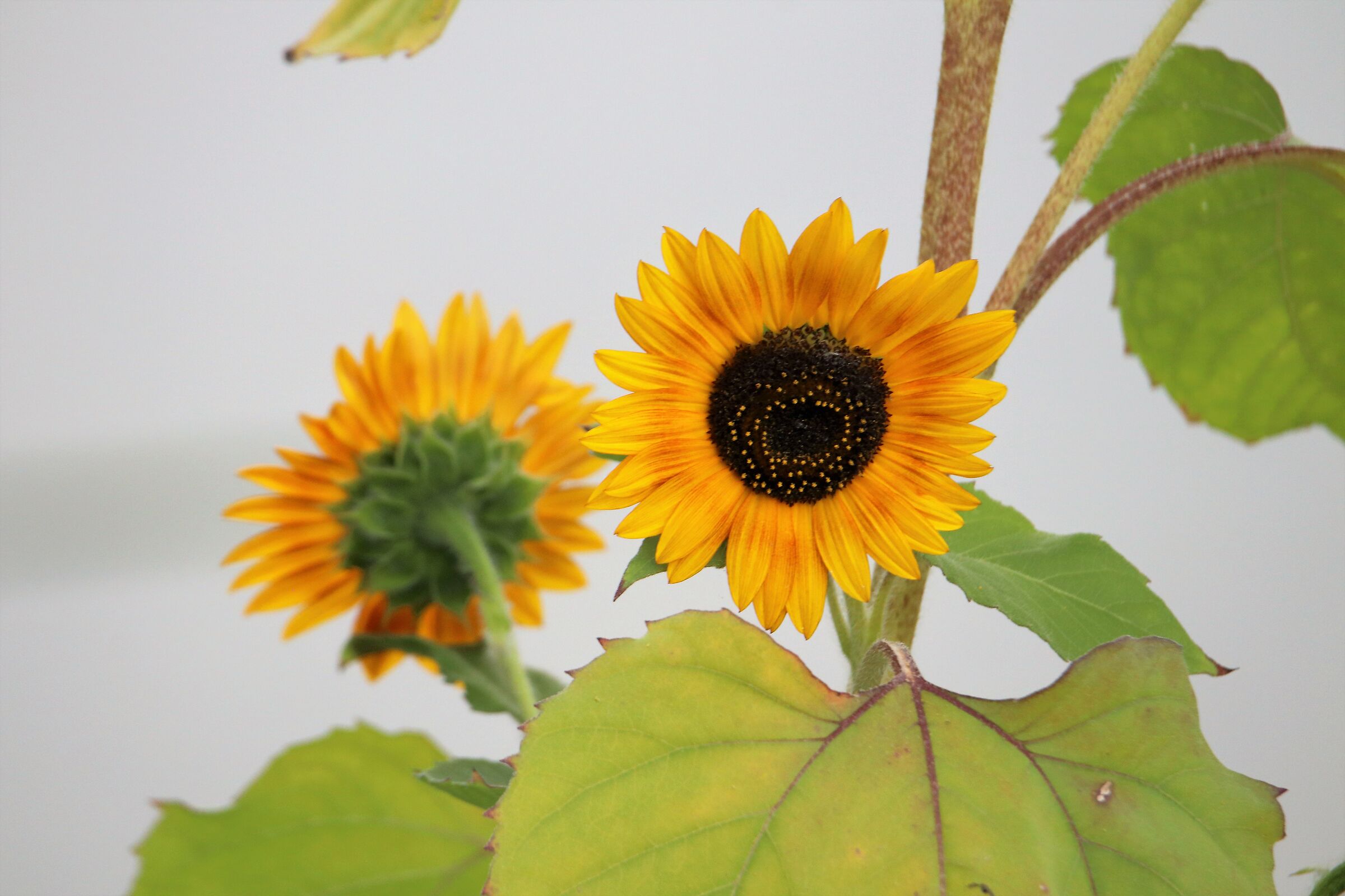 Sunflower