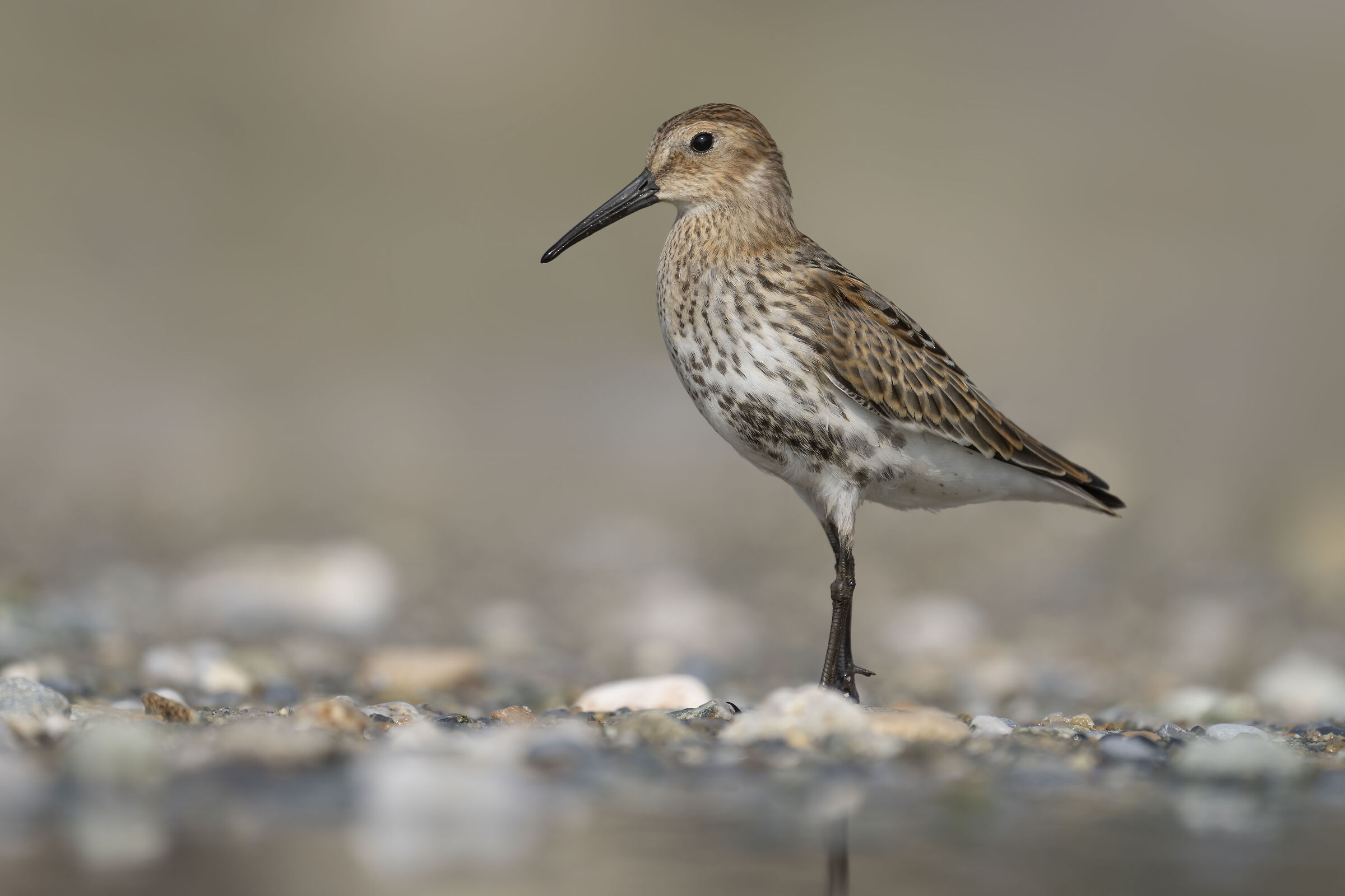 Piovanello pancianera impettito