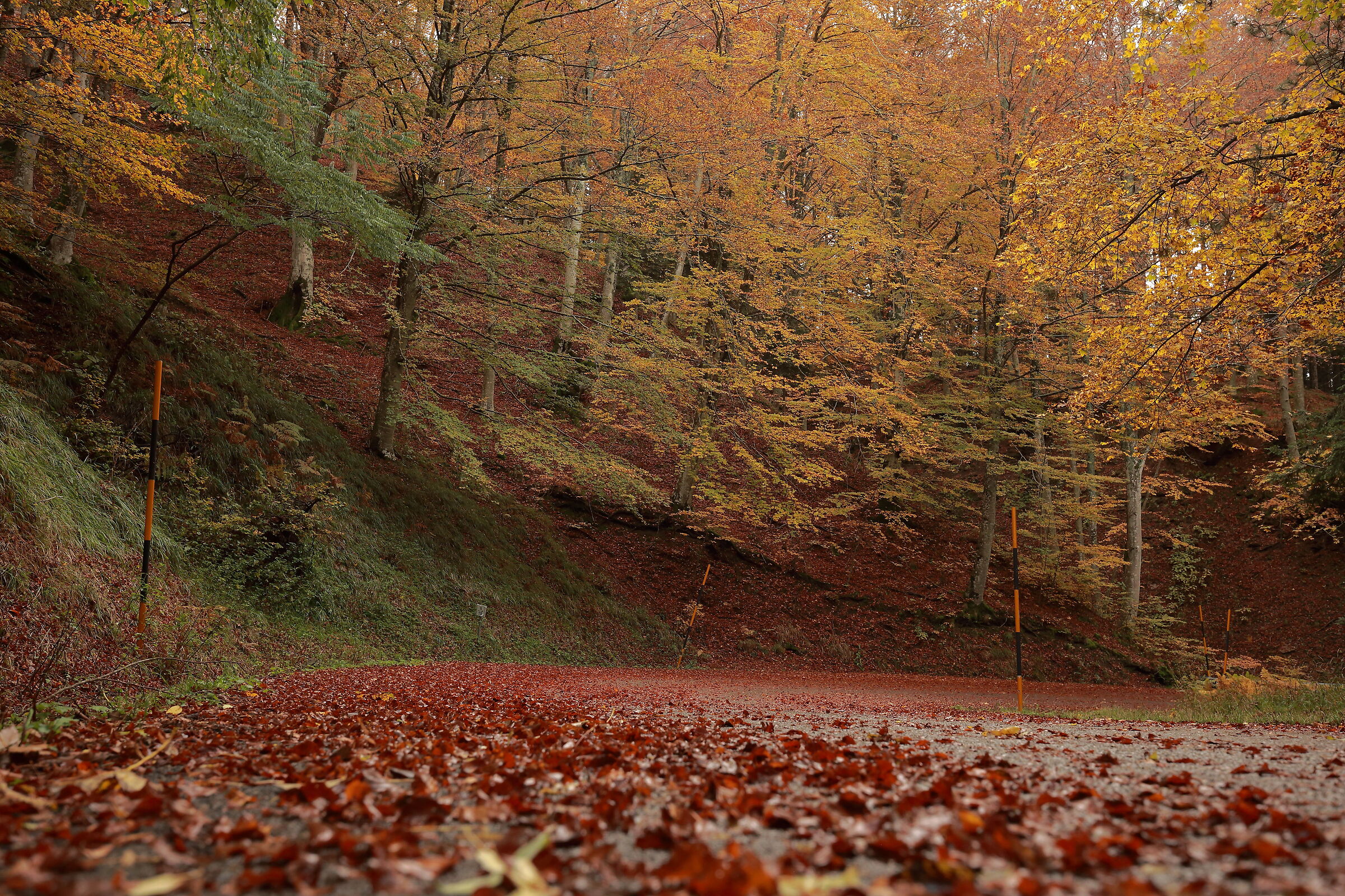 The road of autumn