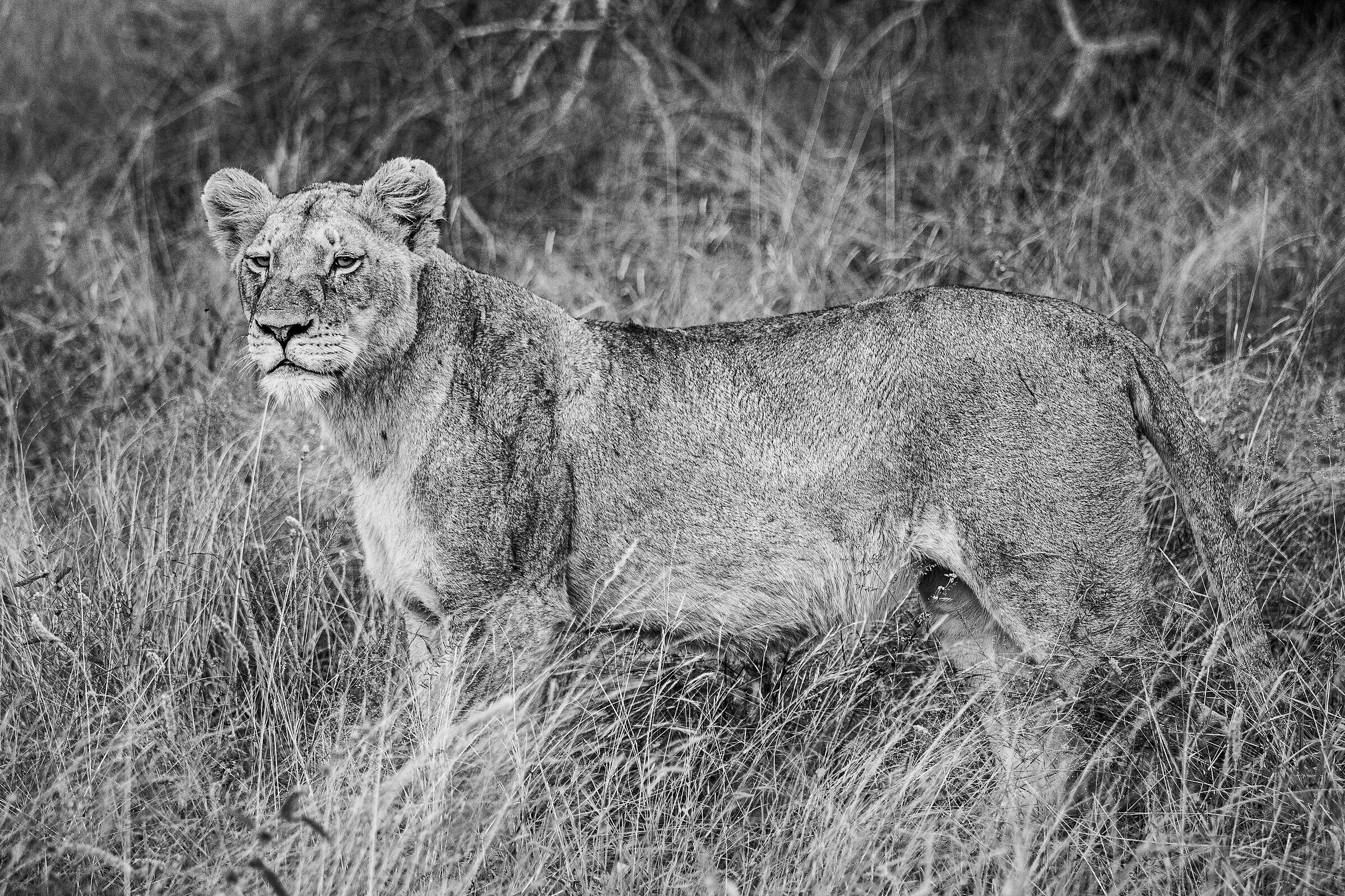 La fierezza della Regina...