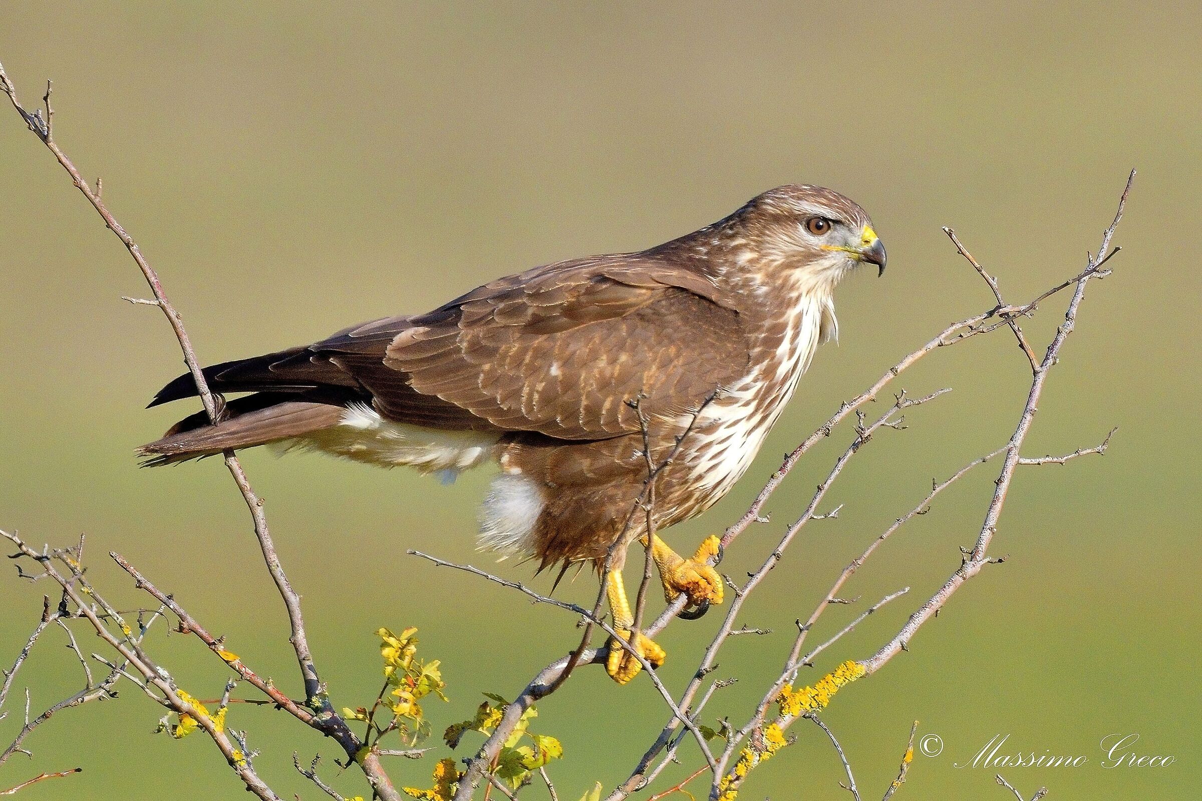 Poiana comune (Buteo buteo)