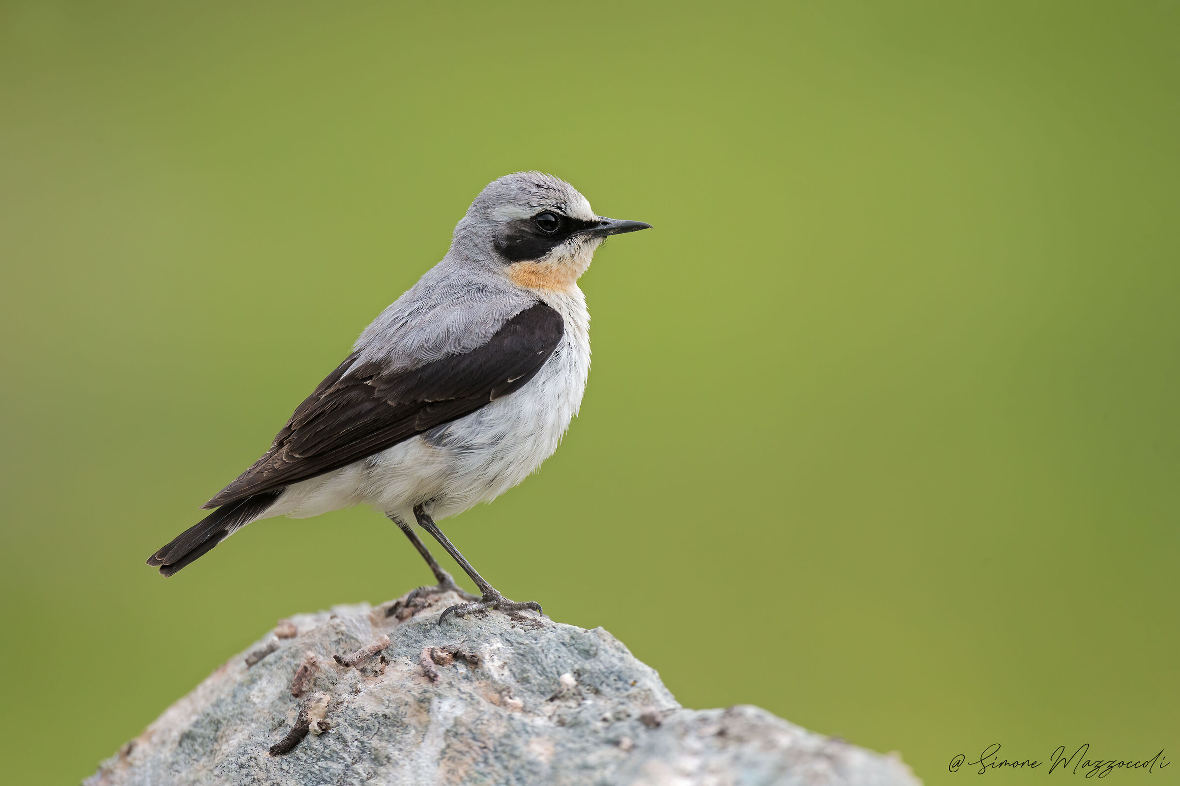 Northern wheatear