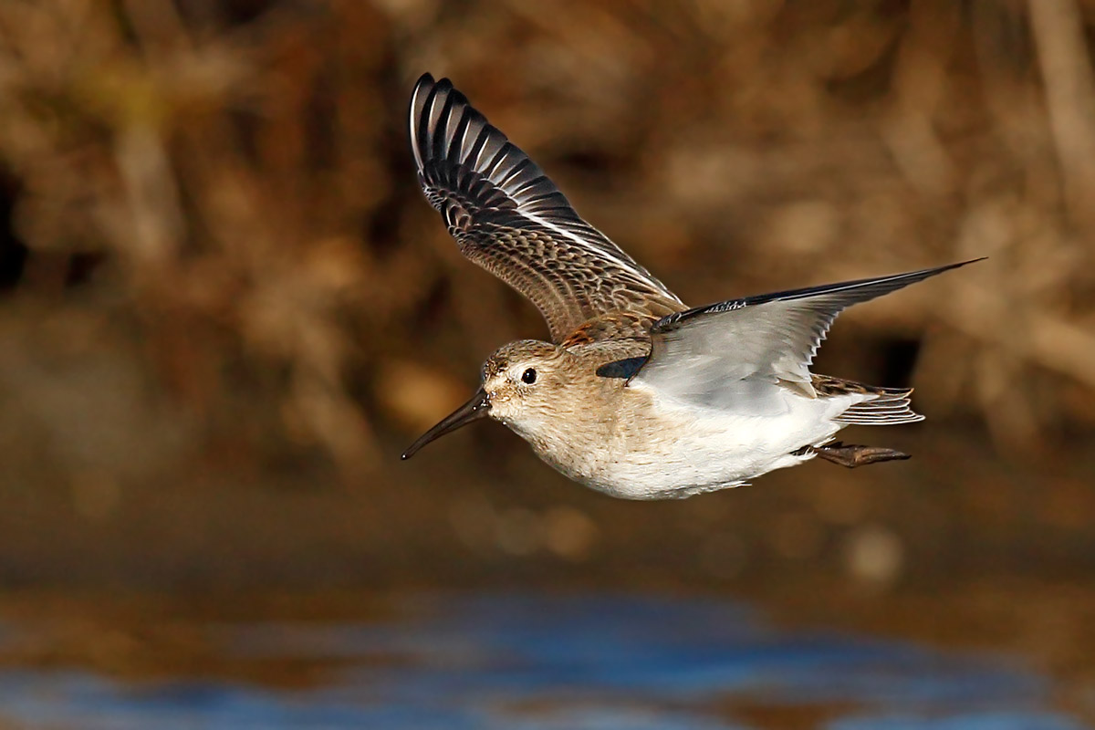 Piovanello pancia nera ab. ecl.