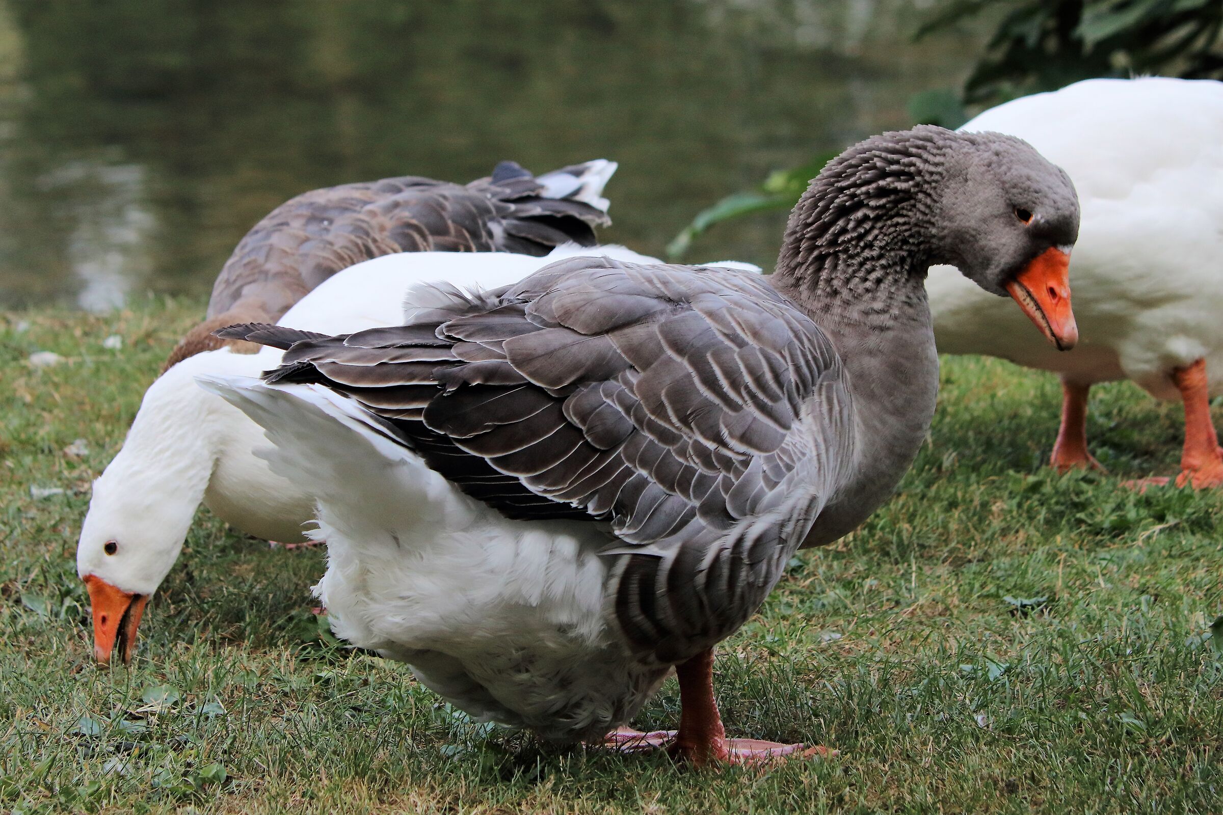Toulouse goose
