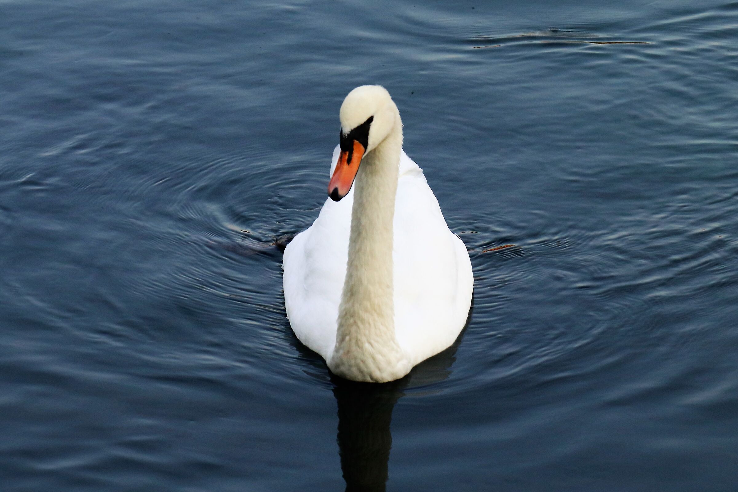 Swan