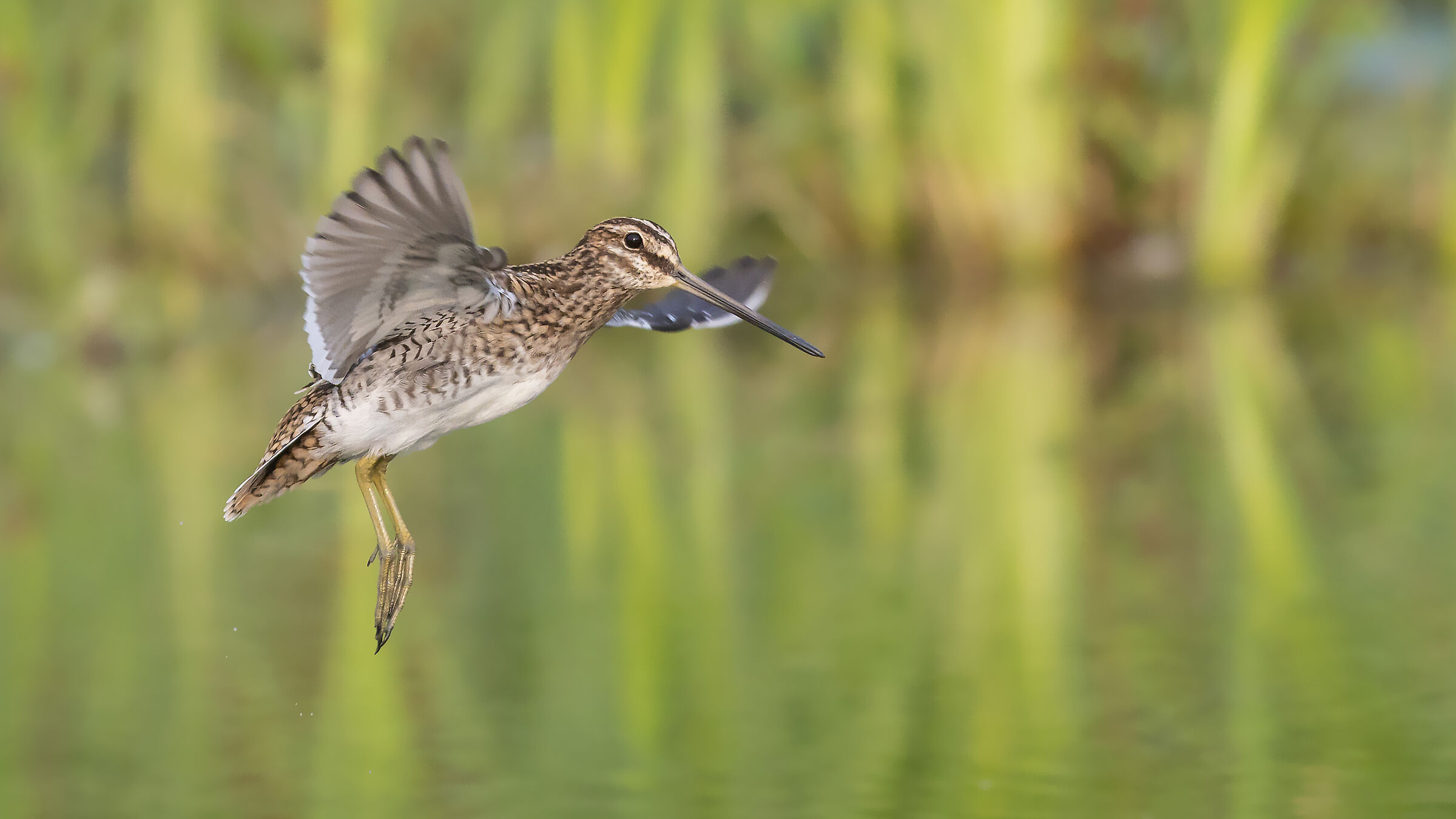 Beccaccino al tramonto