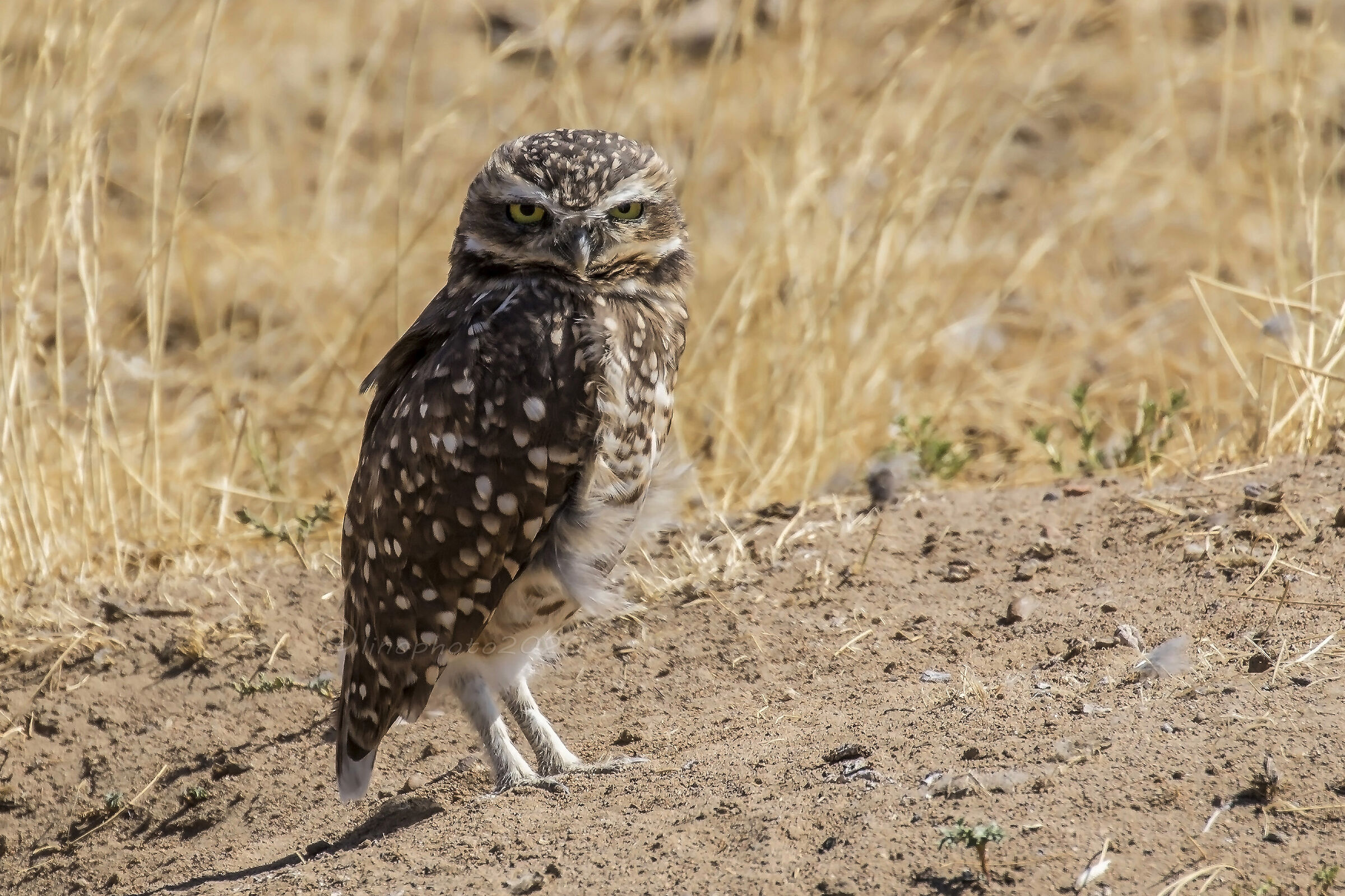 Civetta delle tane (Athene cunicularia)