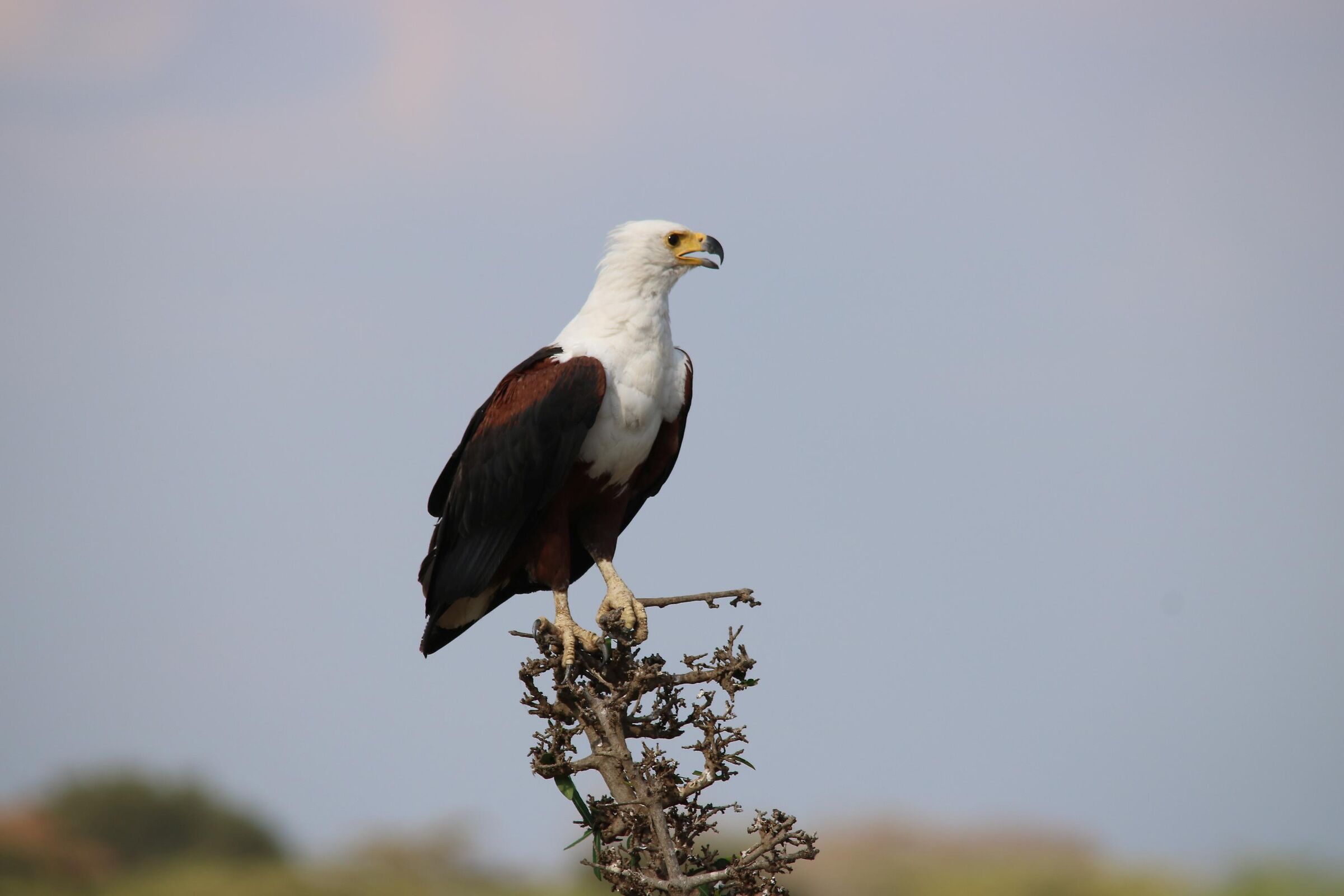 African Fish-Eagle