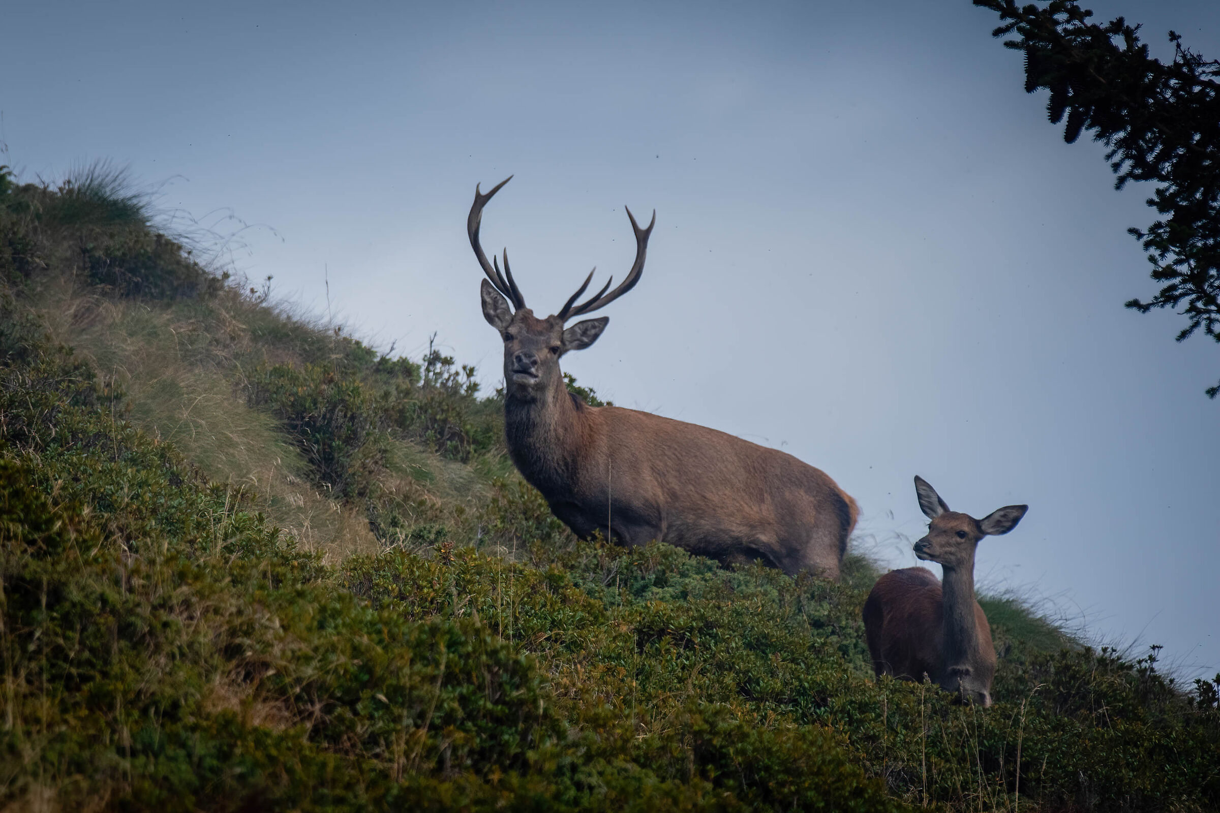 Bramito - the couple