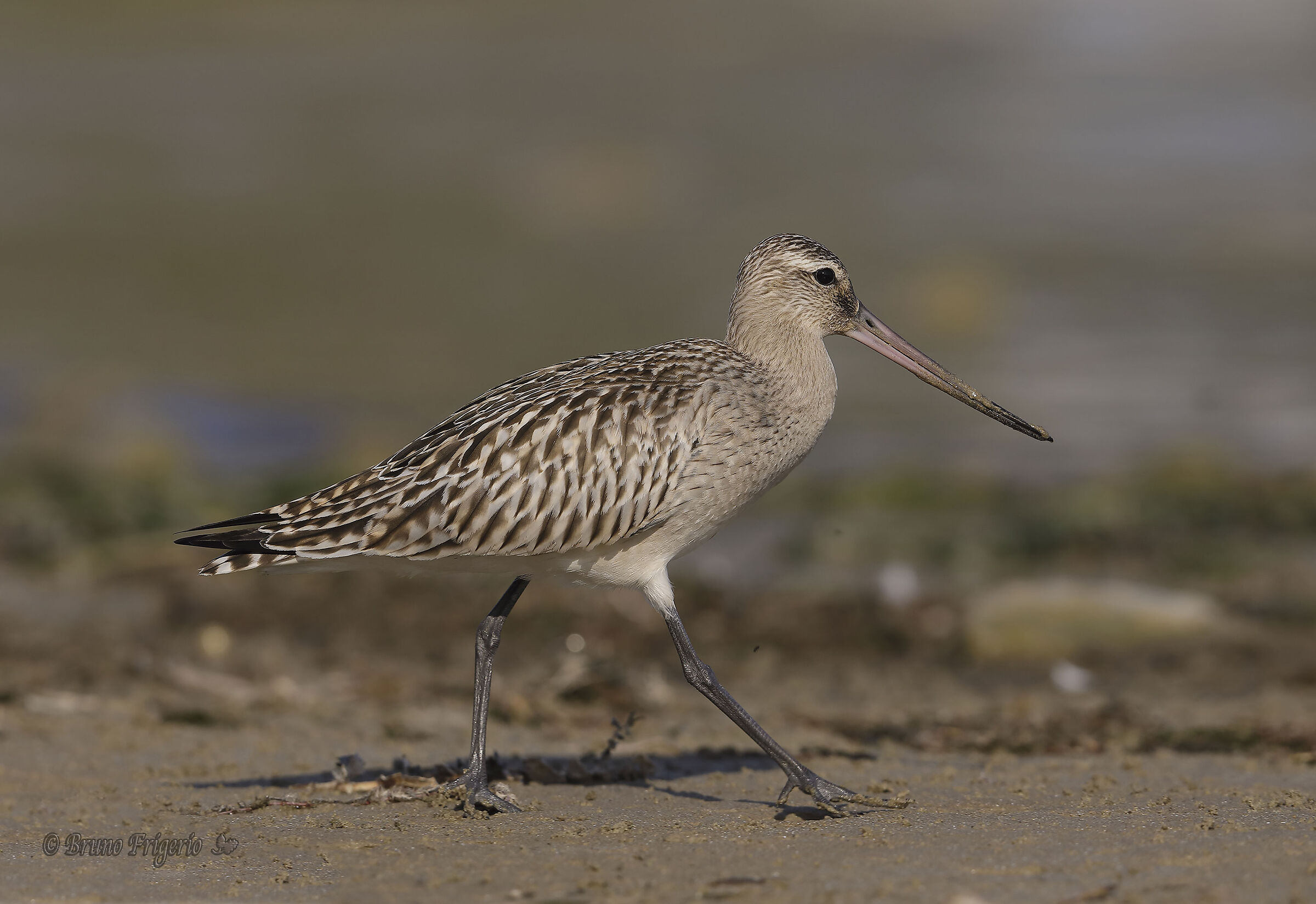 BAR-TAILED GODWIT