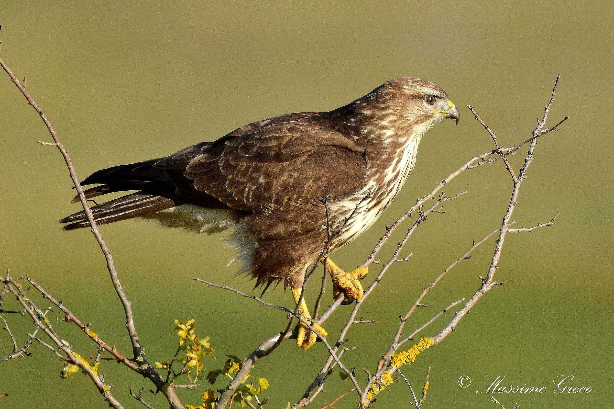 Common buzzard (Buteo buteo)
