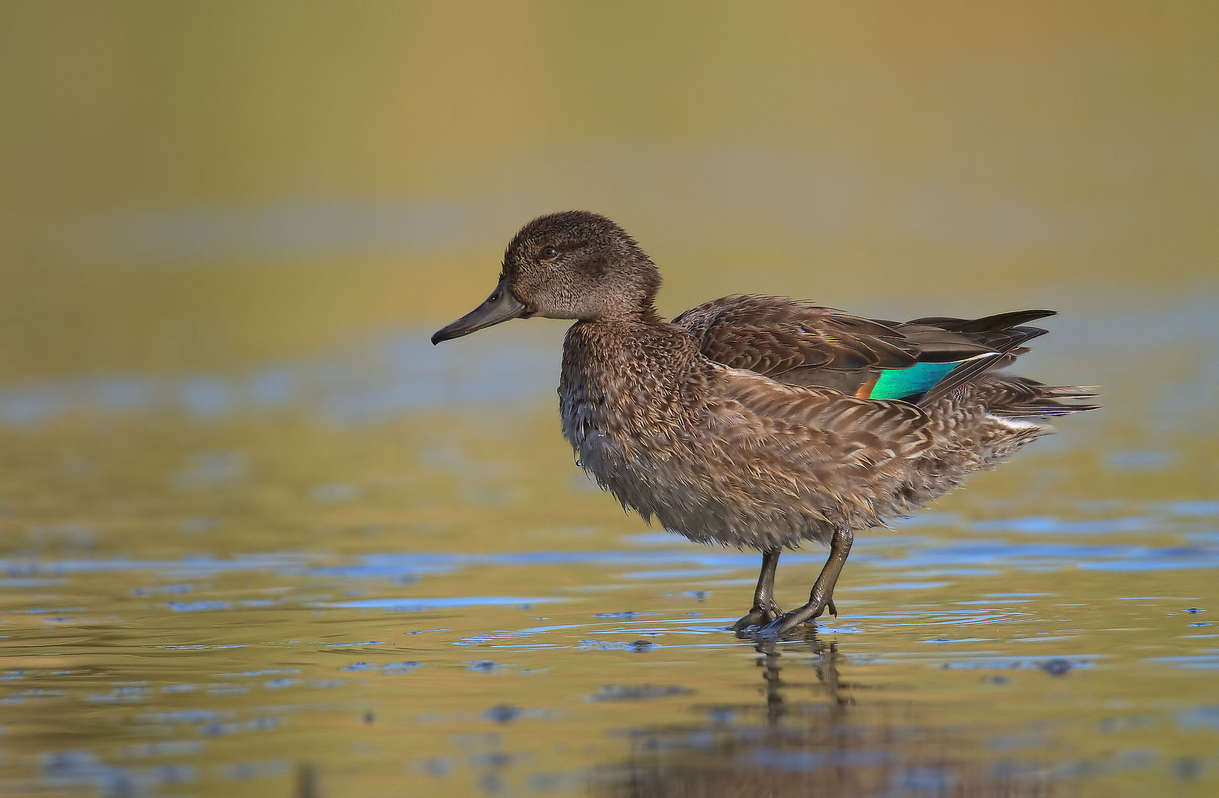 Female teal