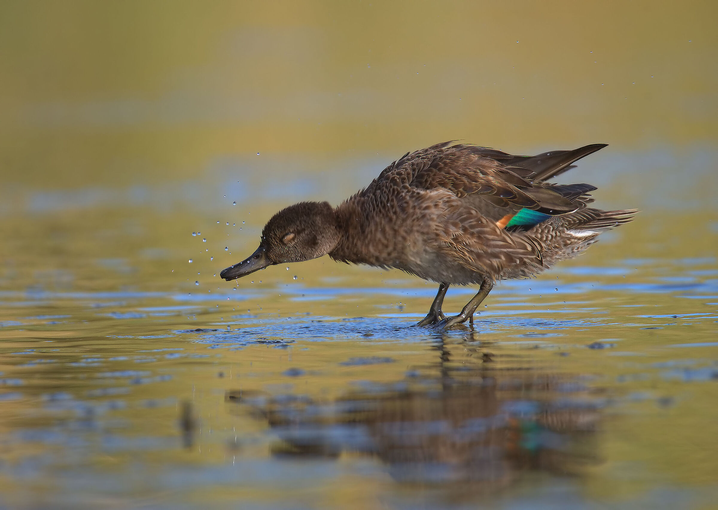 Female teal