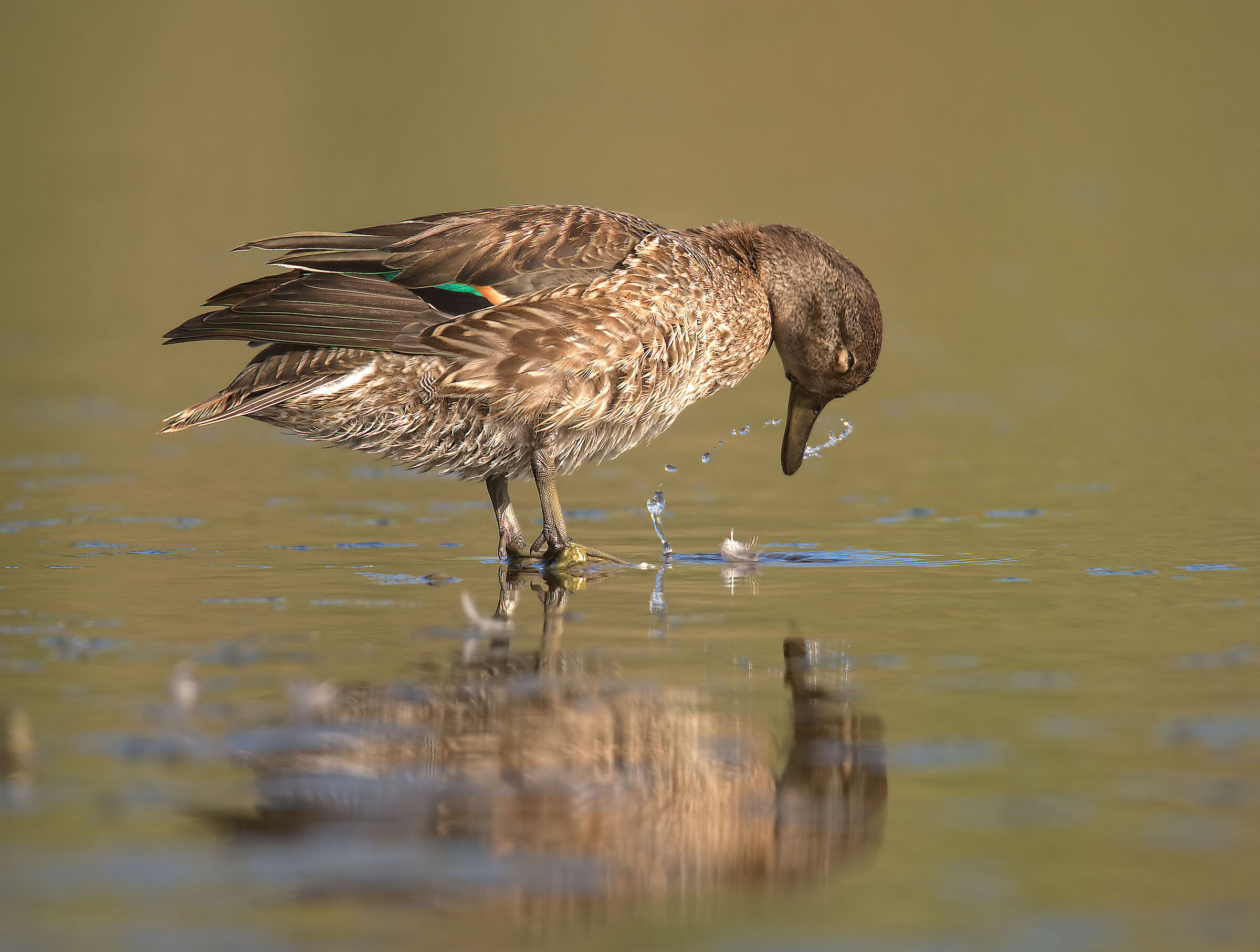 Female teal