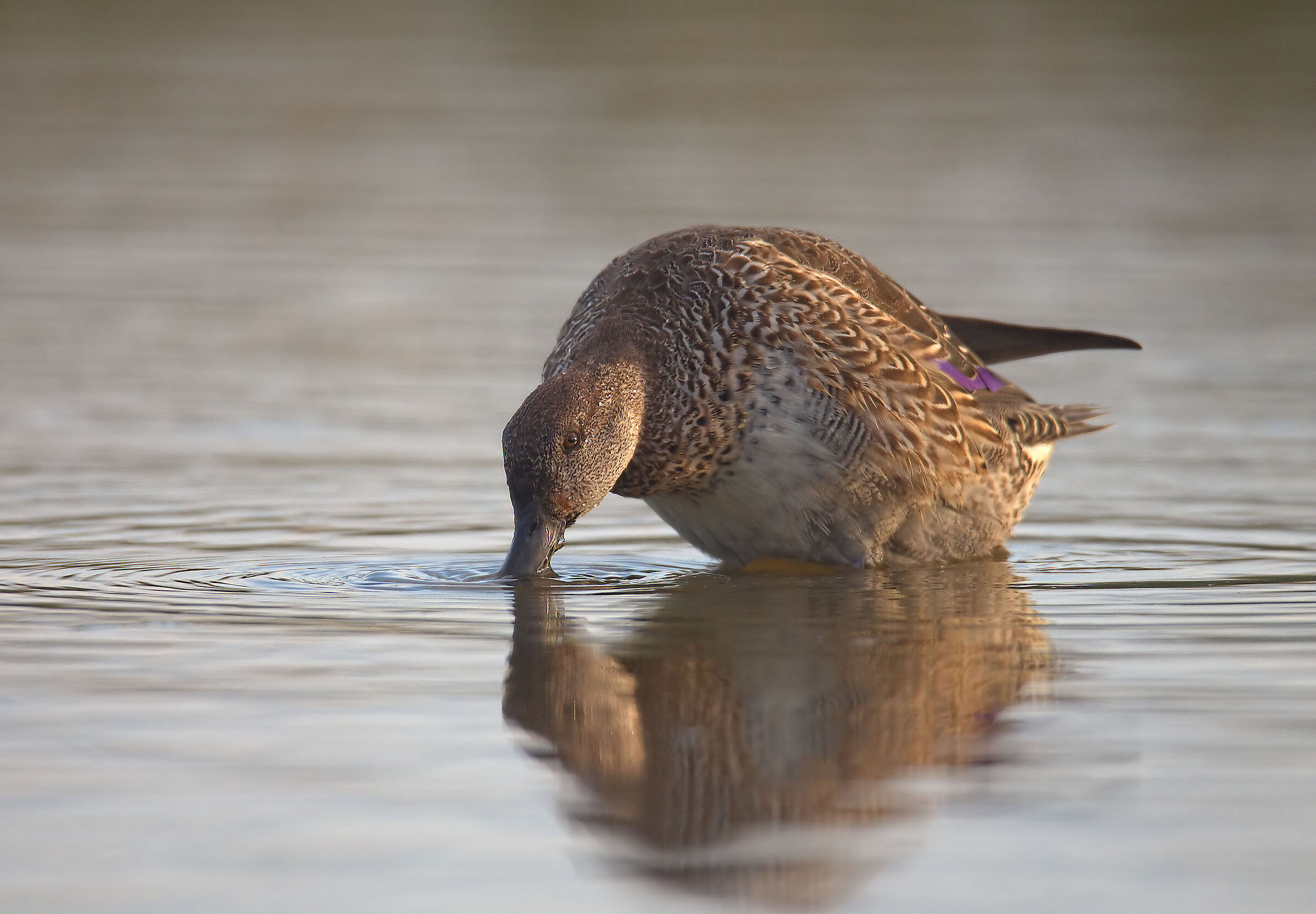 Female teal