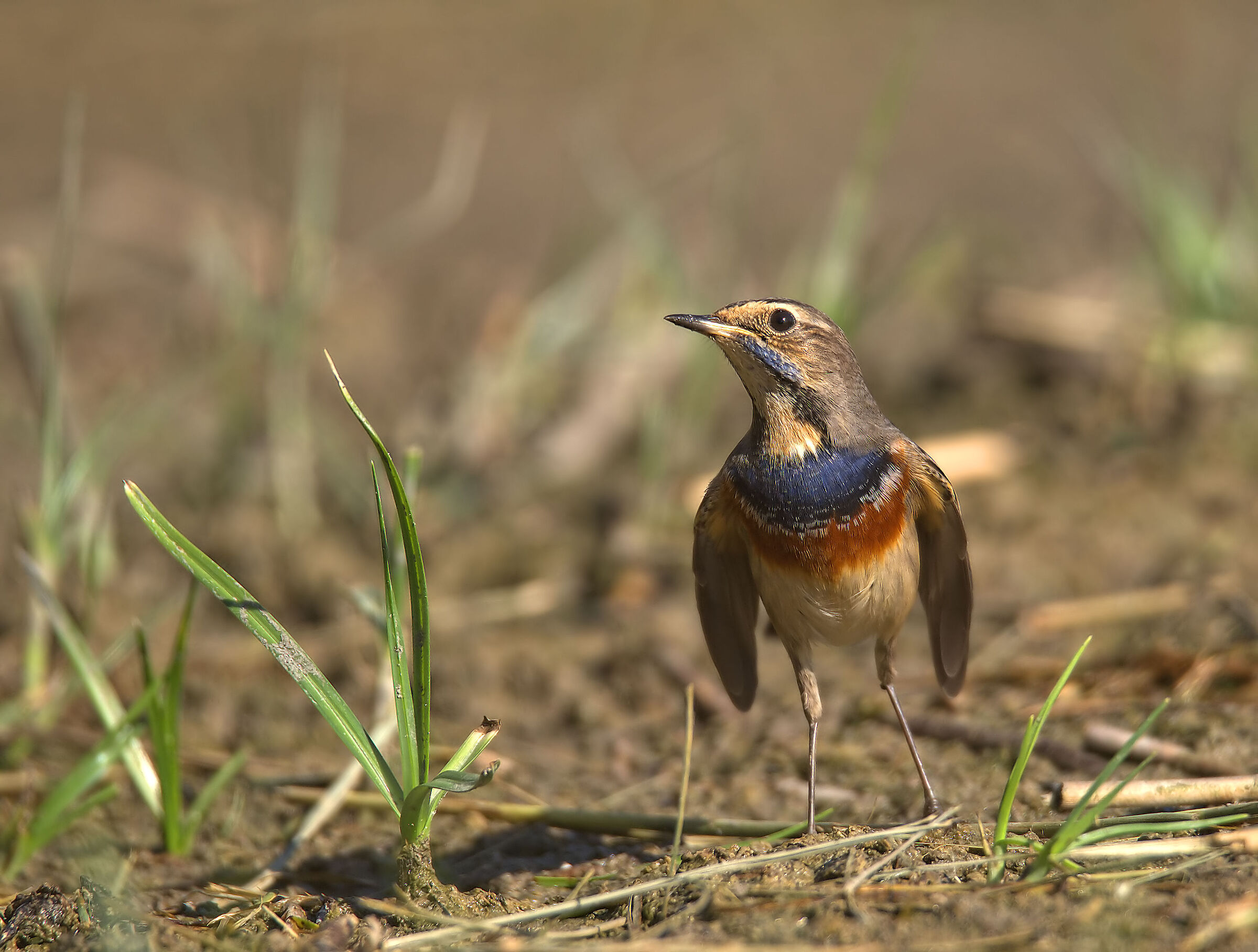 Bluethroat