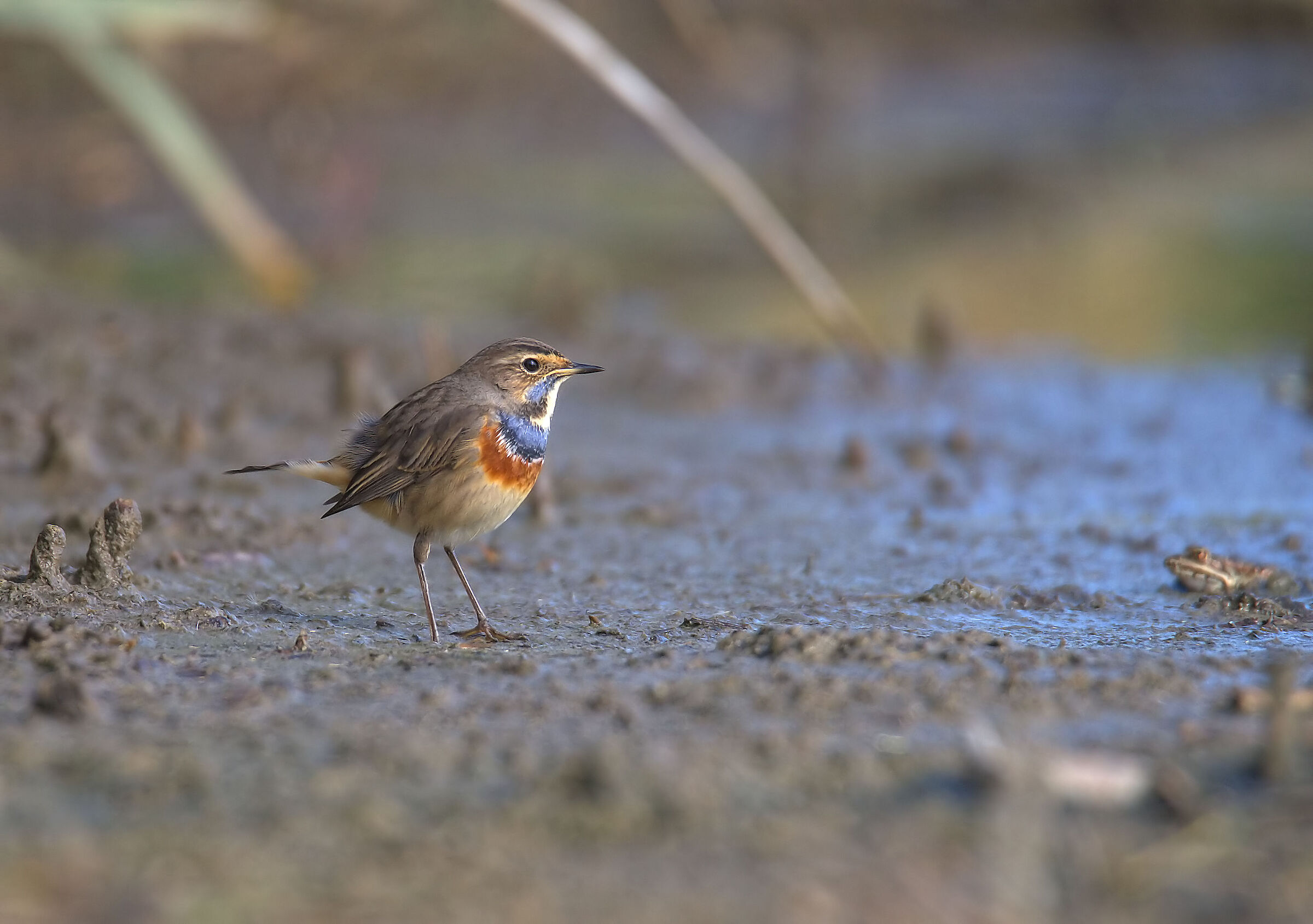 Bluethroat