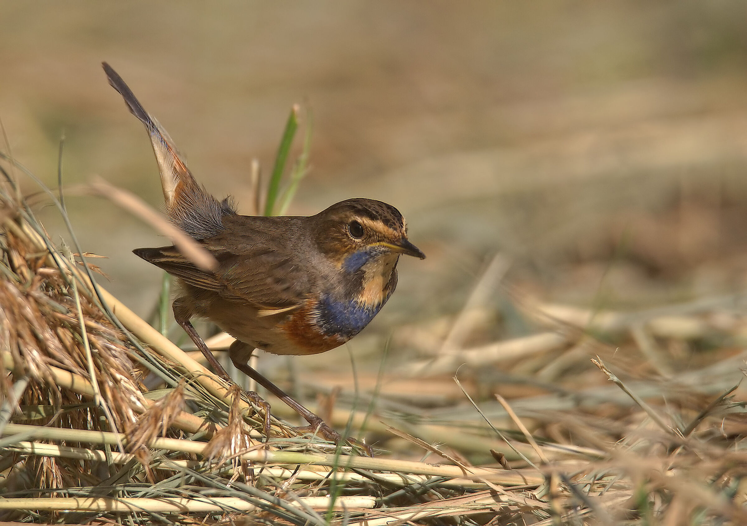 Bluethroat