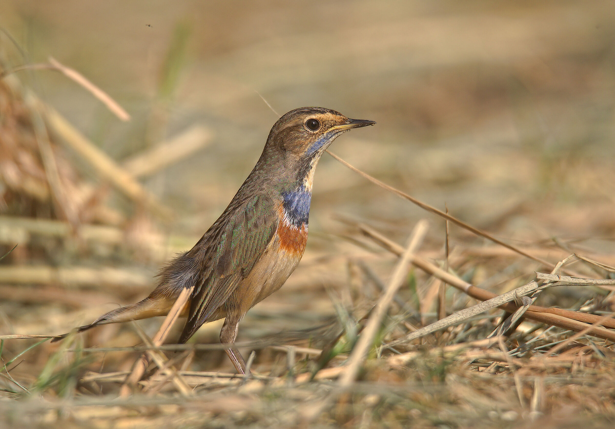 Bluethroat