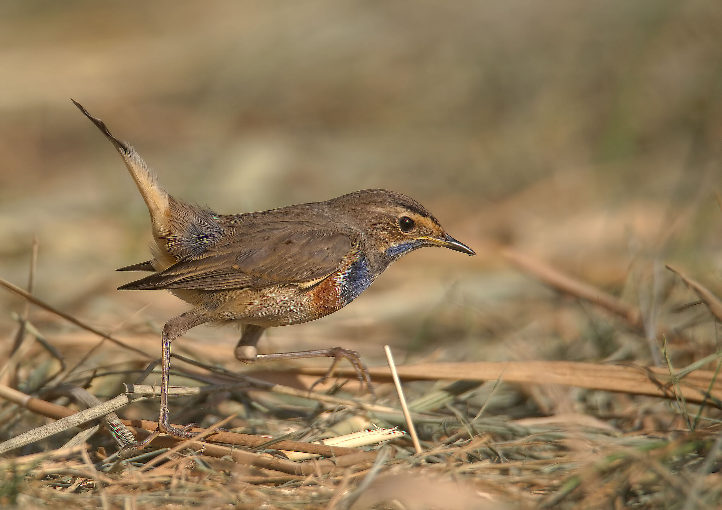 Bluethroat