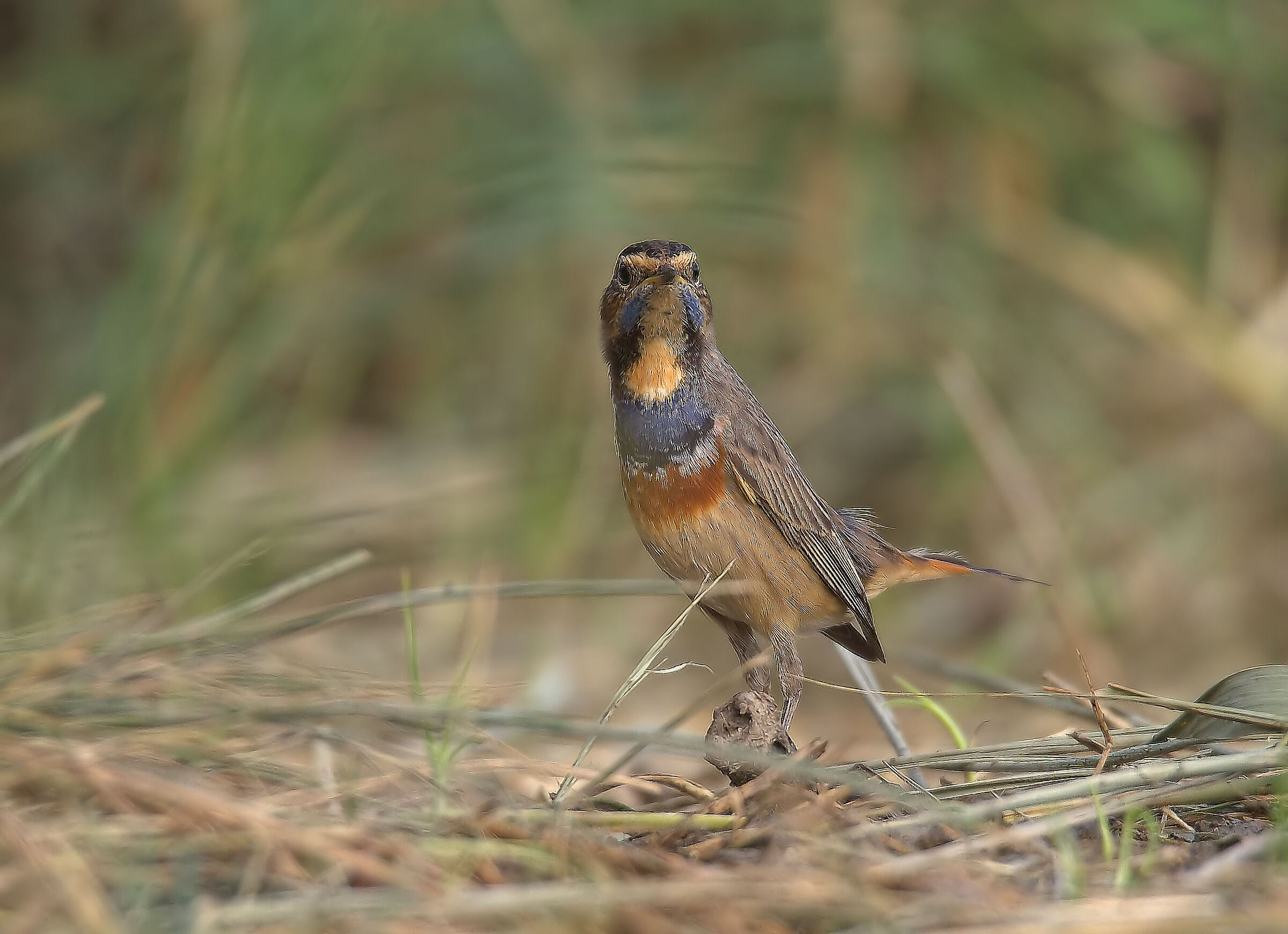 Bluethroat