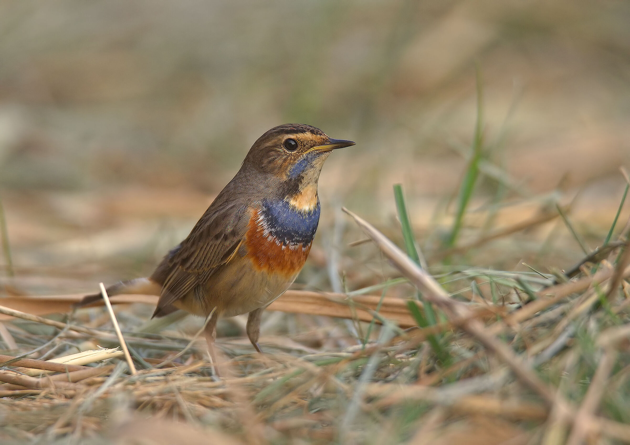 Bluethroat
