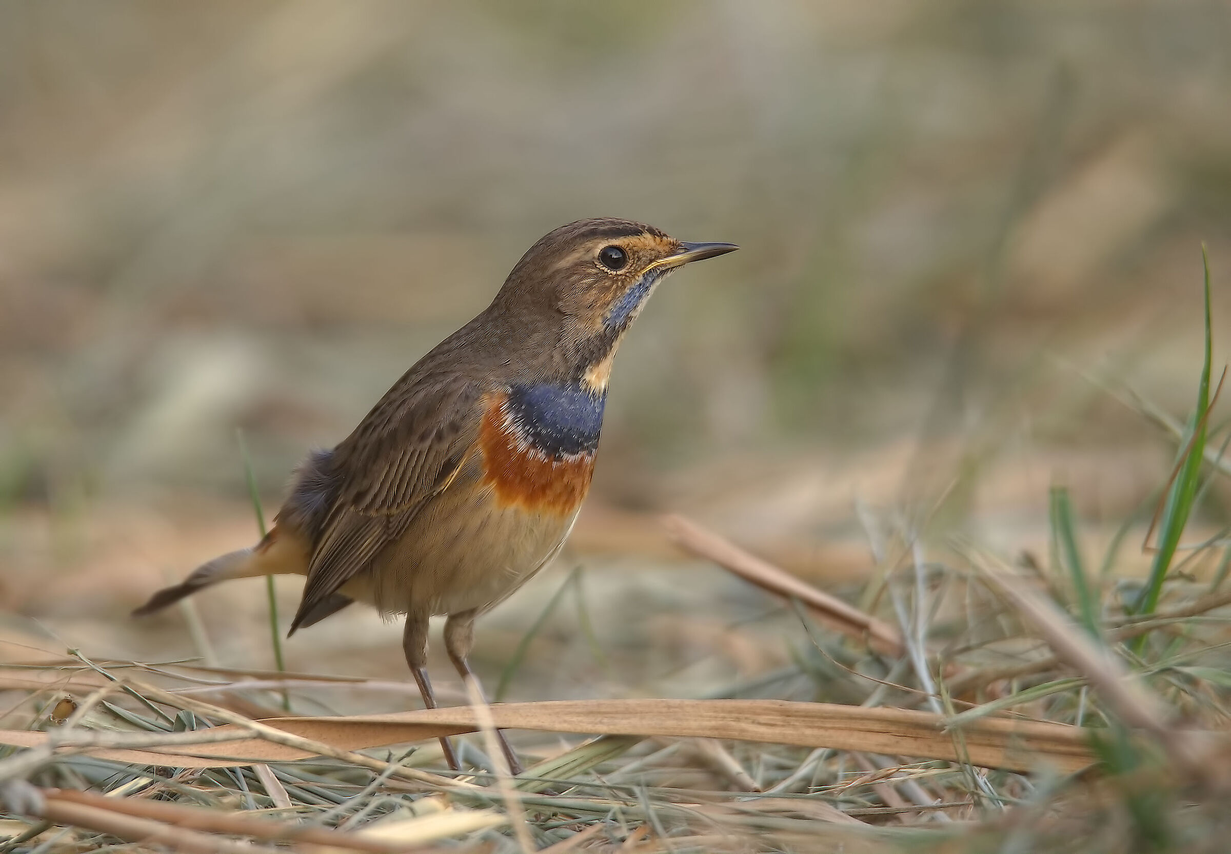 Bluethroat